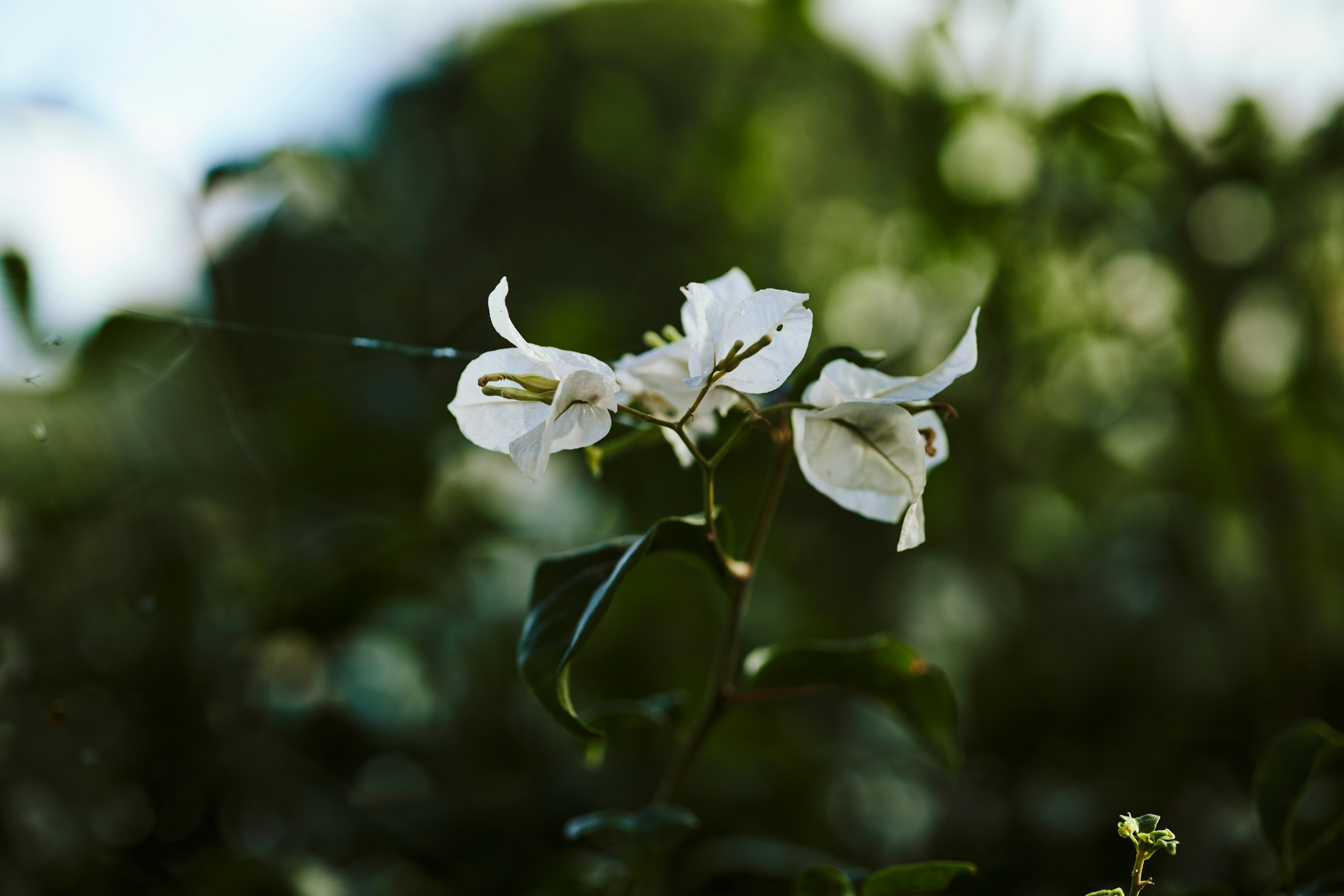 Photo by rrodriguesim