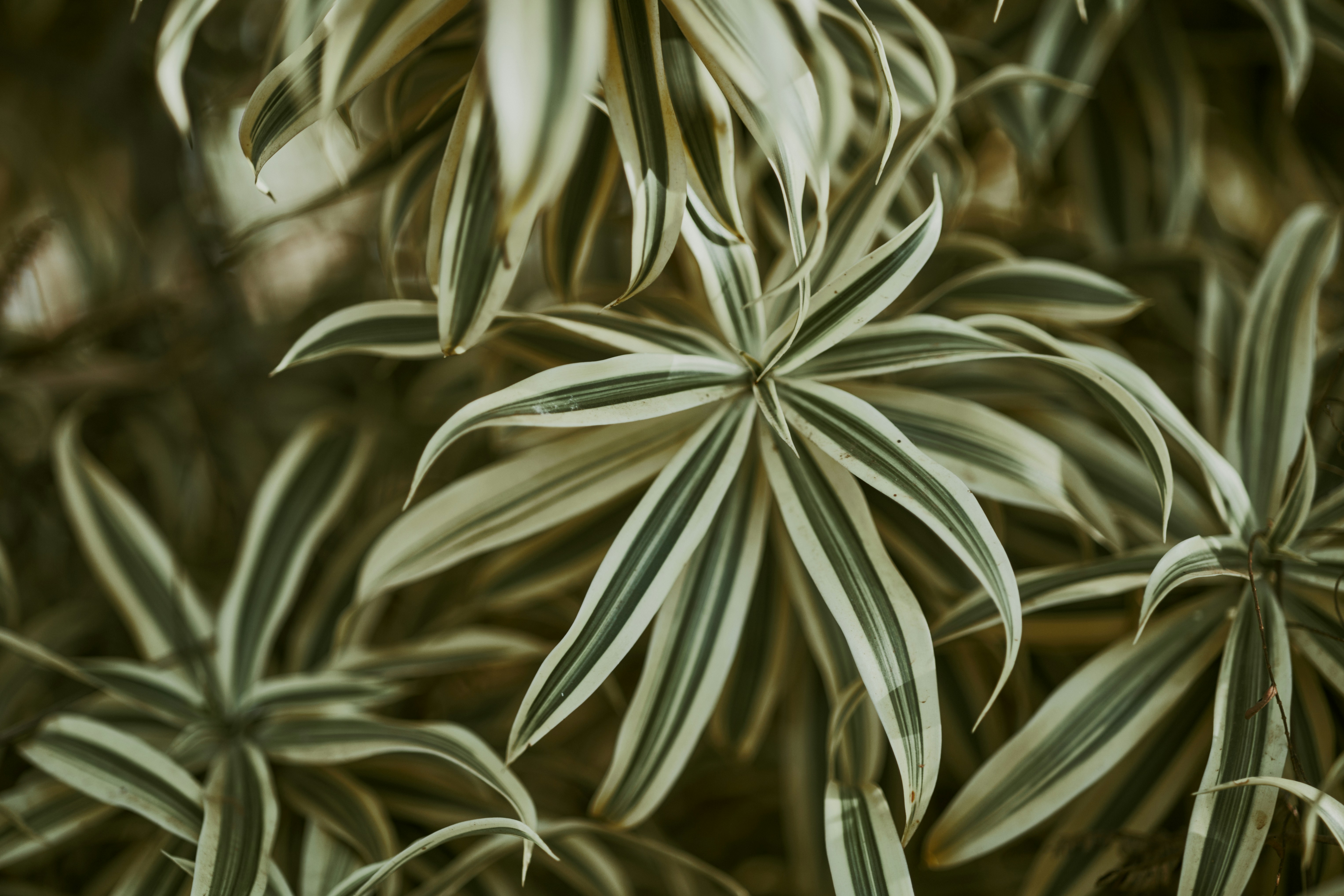 Photo by rrodriguesim