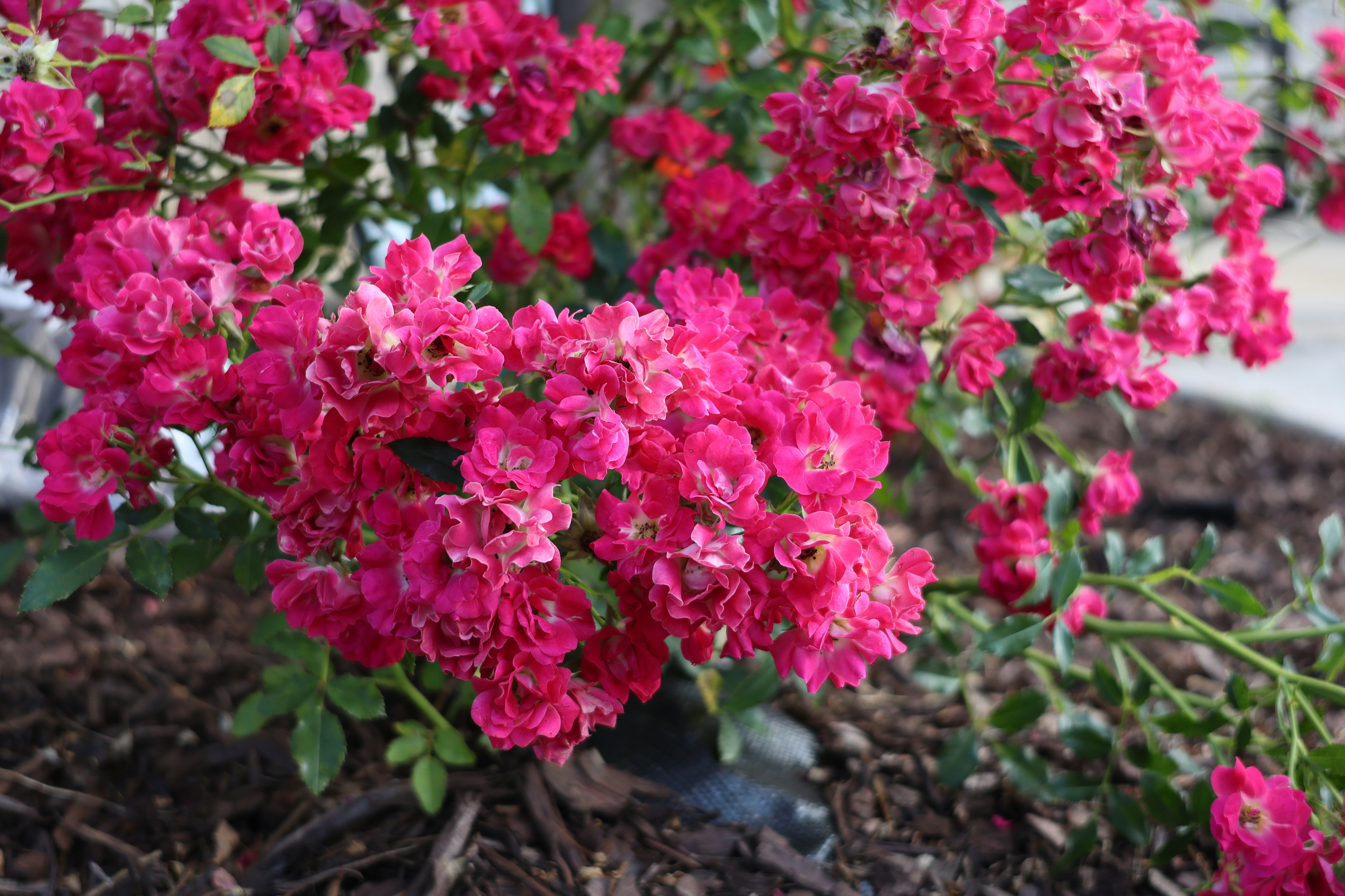 Photo by brandonpvisuals