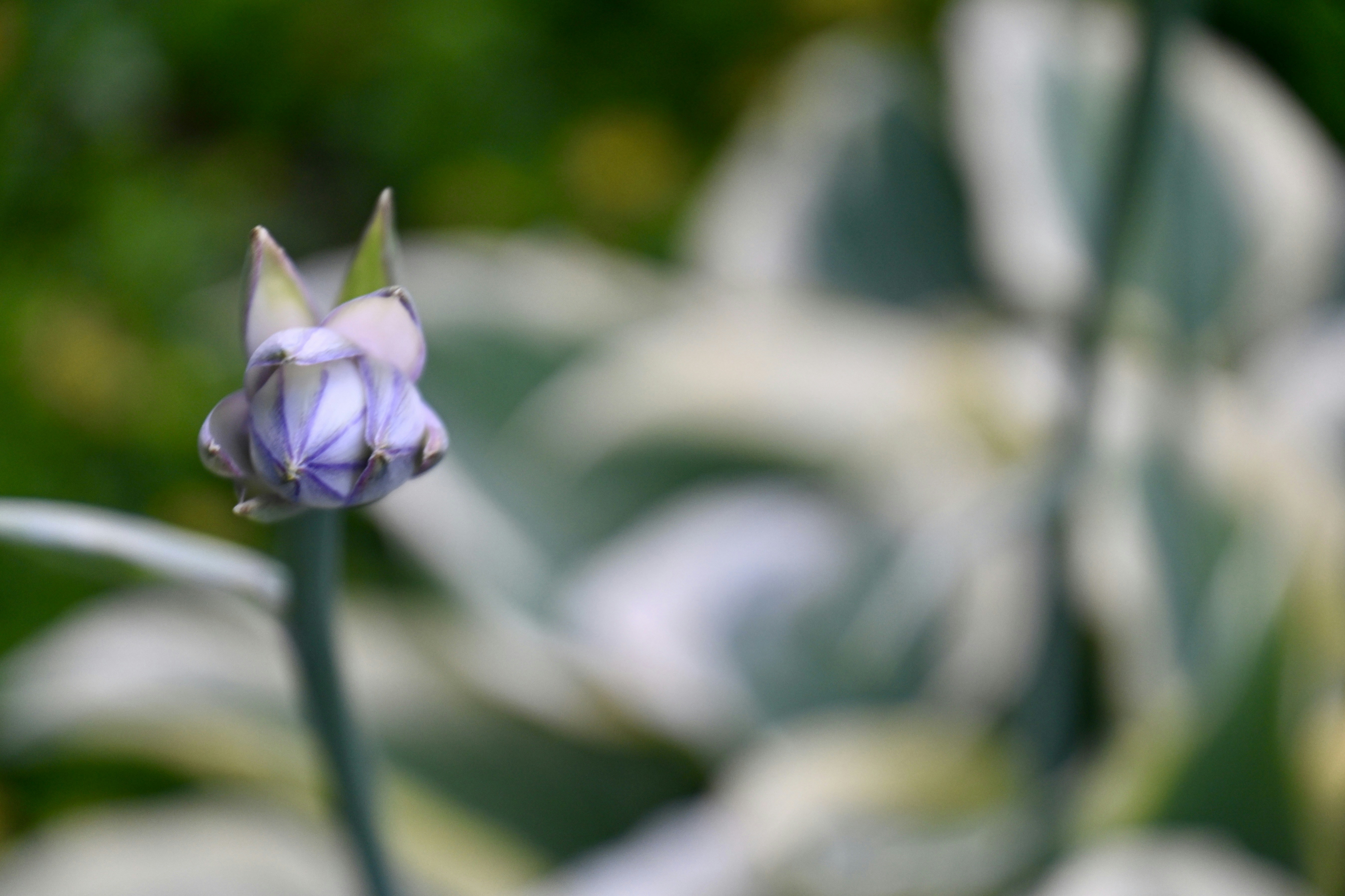 A delicate flower bud blooms.