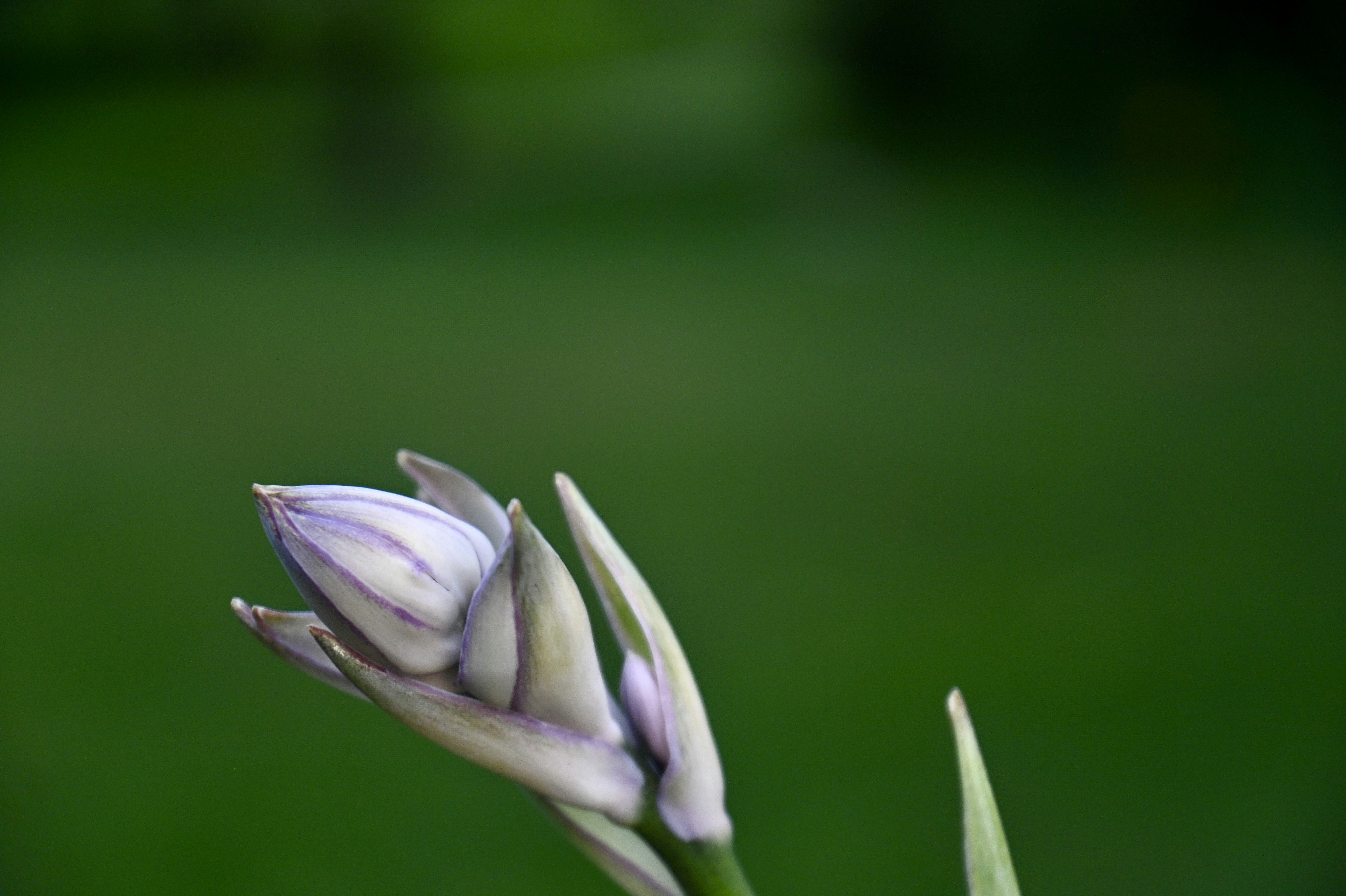 A budding flower stands against a green background.