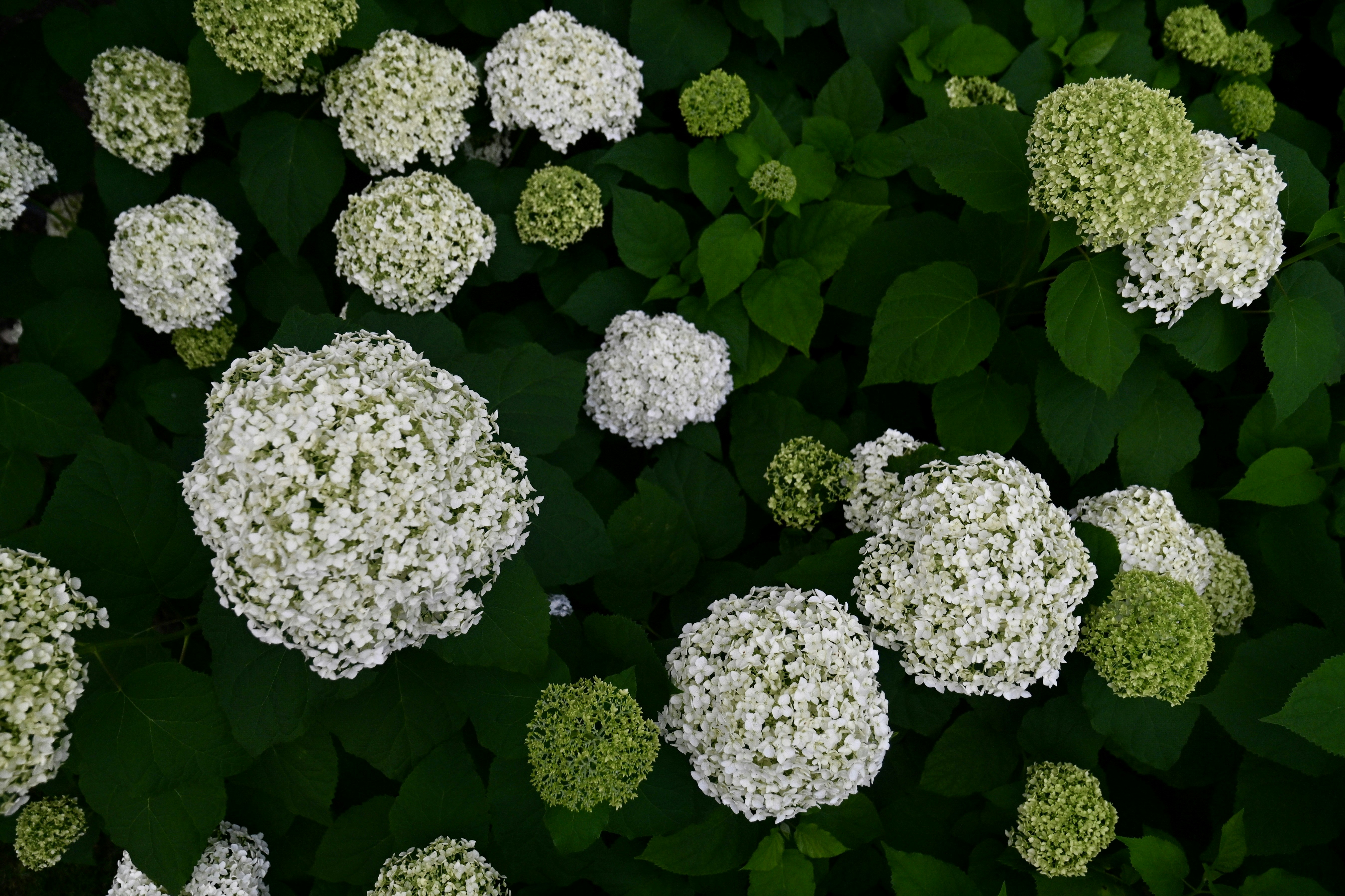 White and green hydrangea blooms in full view.
