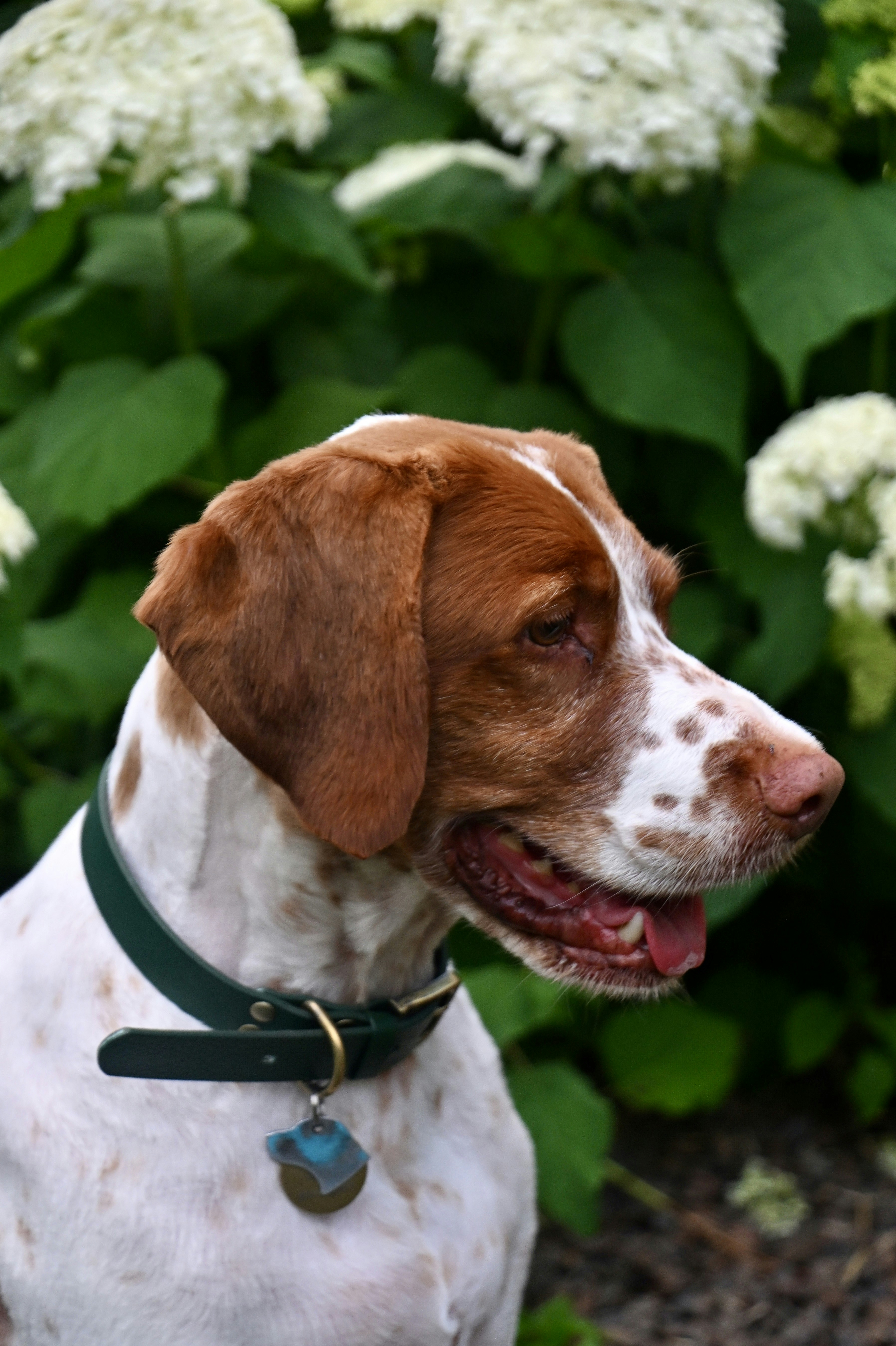 A happy dog poses in front of flowers.