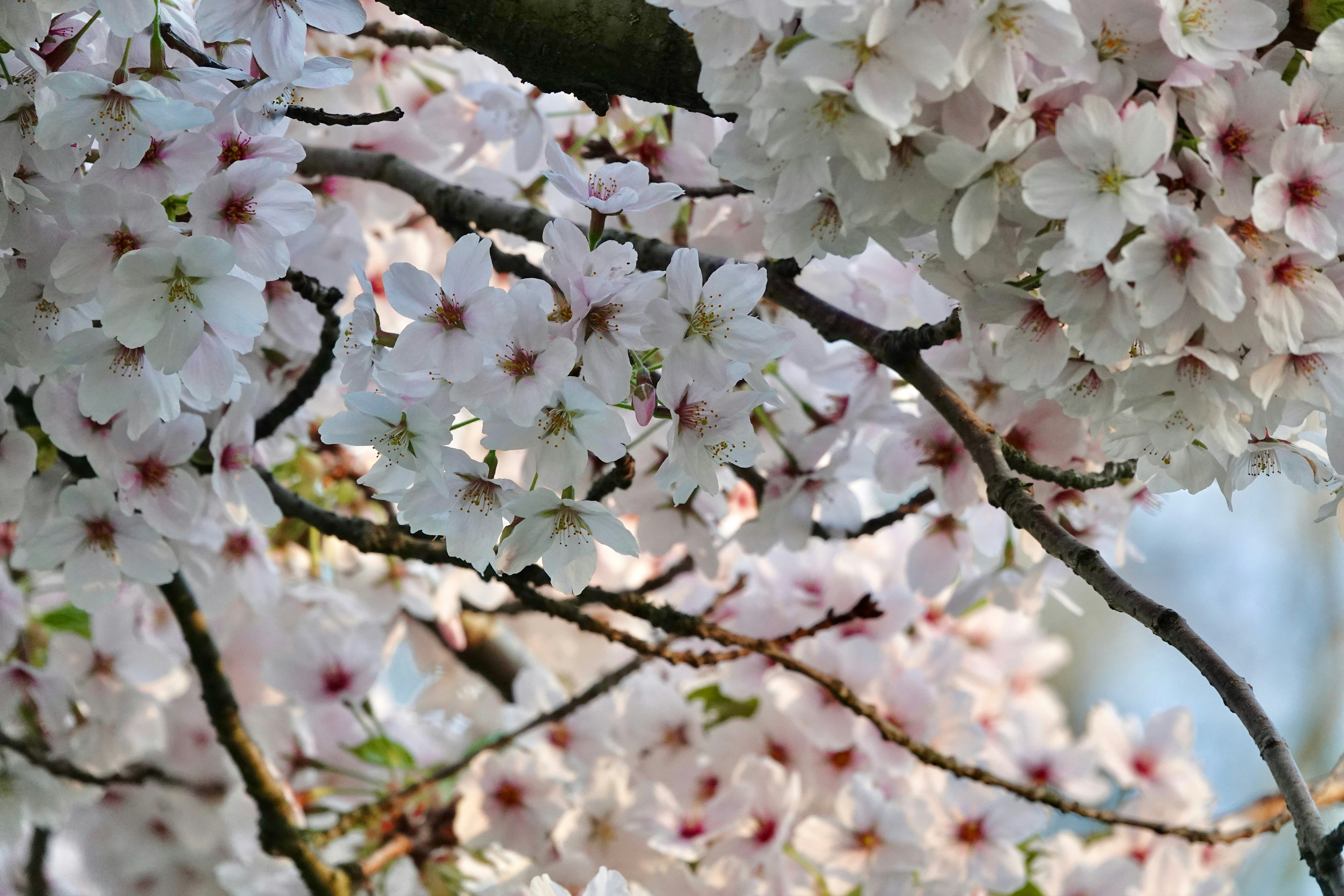 Photo by priyankachechi29