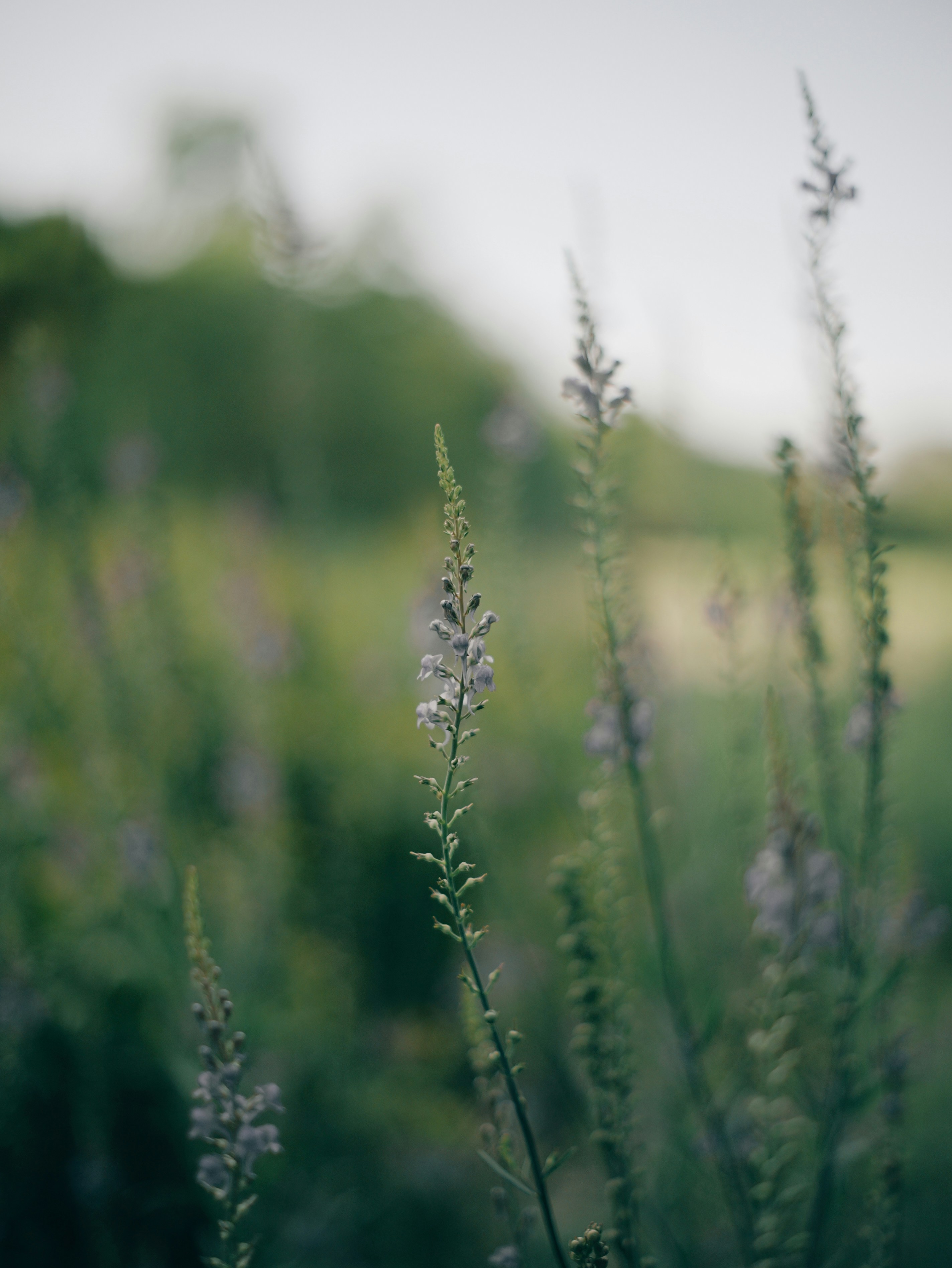 SaaS系统中，多租户如何实现？