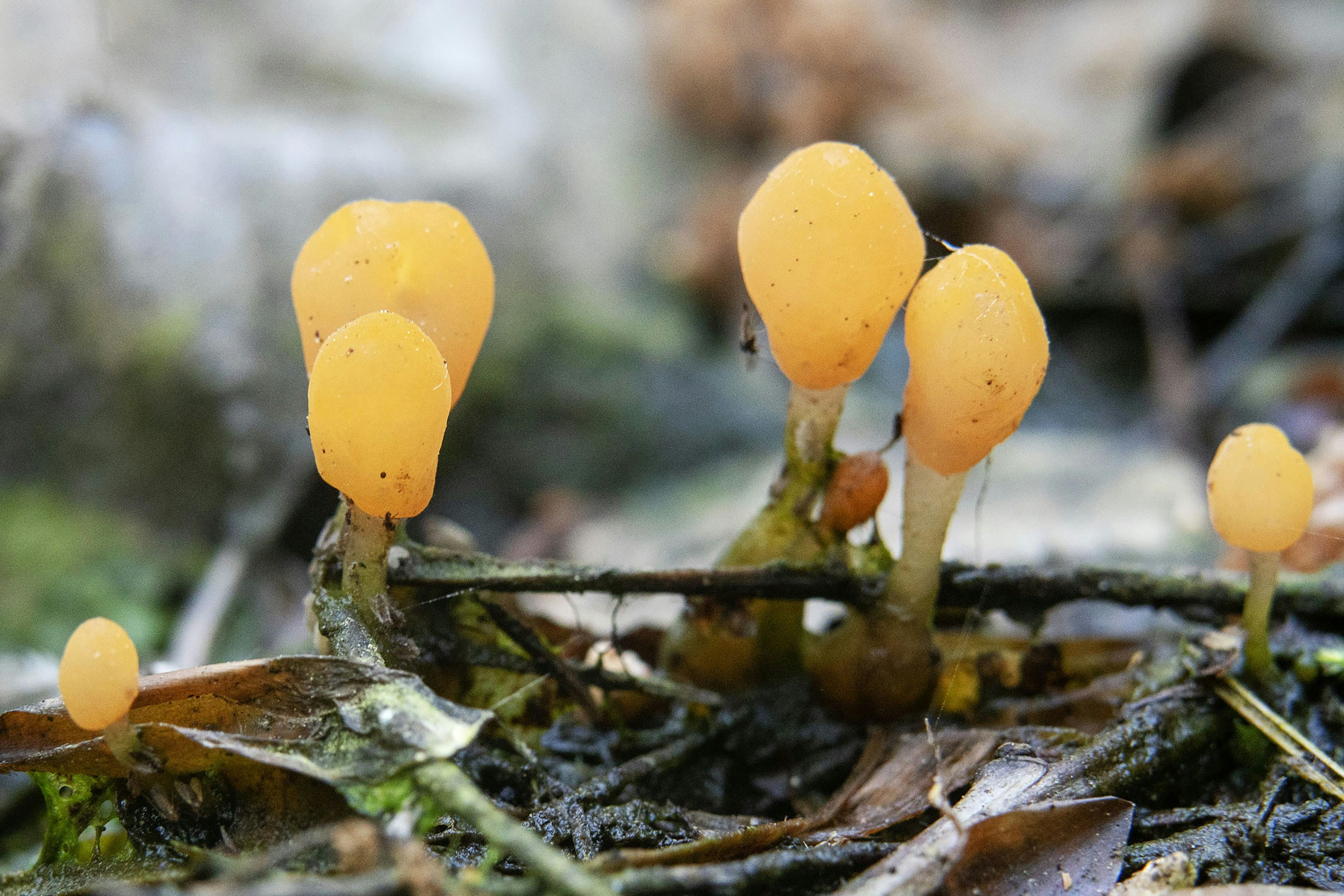 Orange fungi grow in the forest.