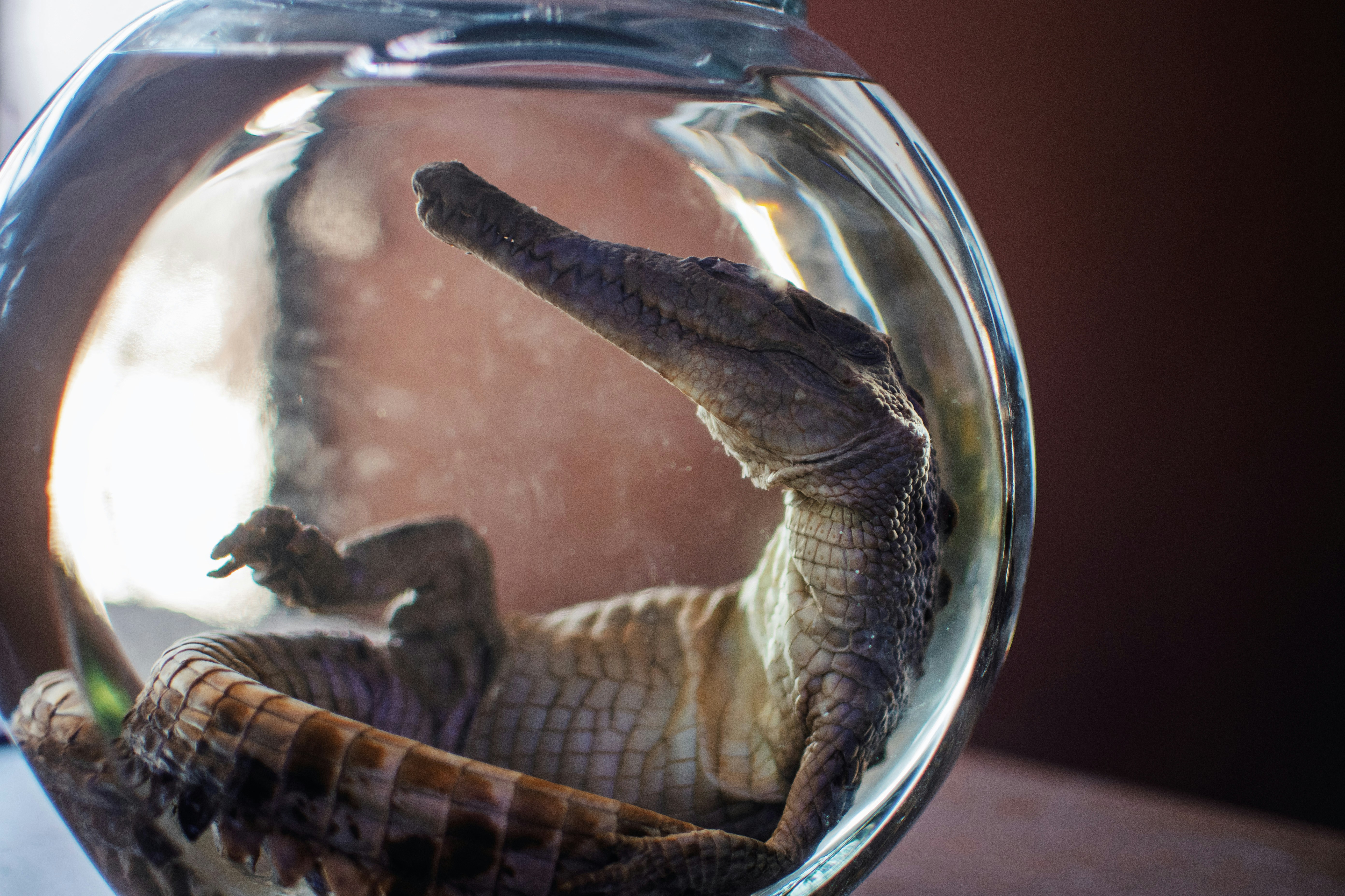 A preserved crocodile is suspended in a jar.