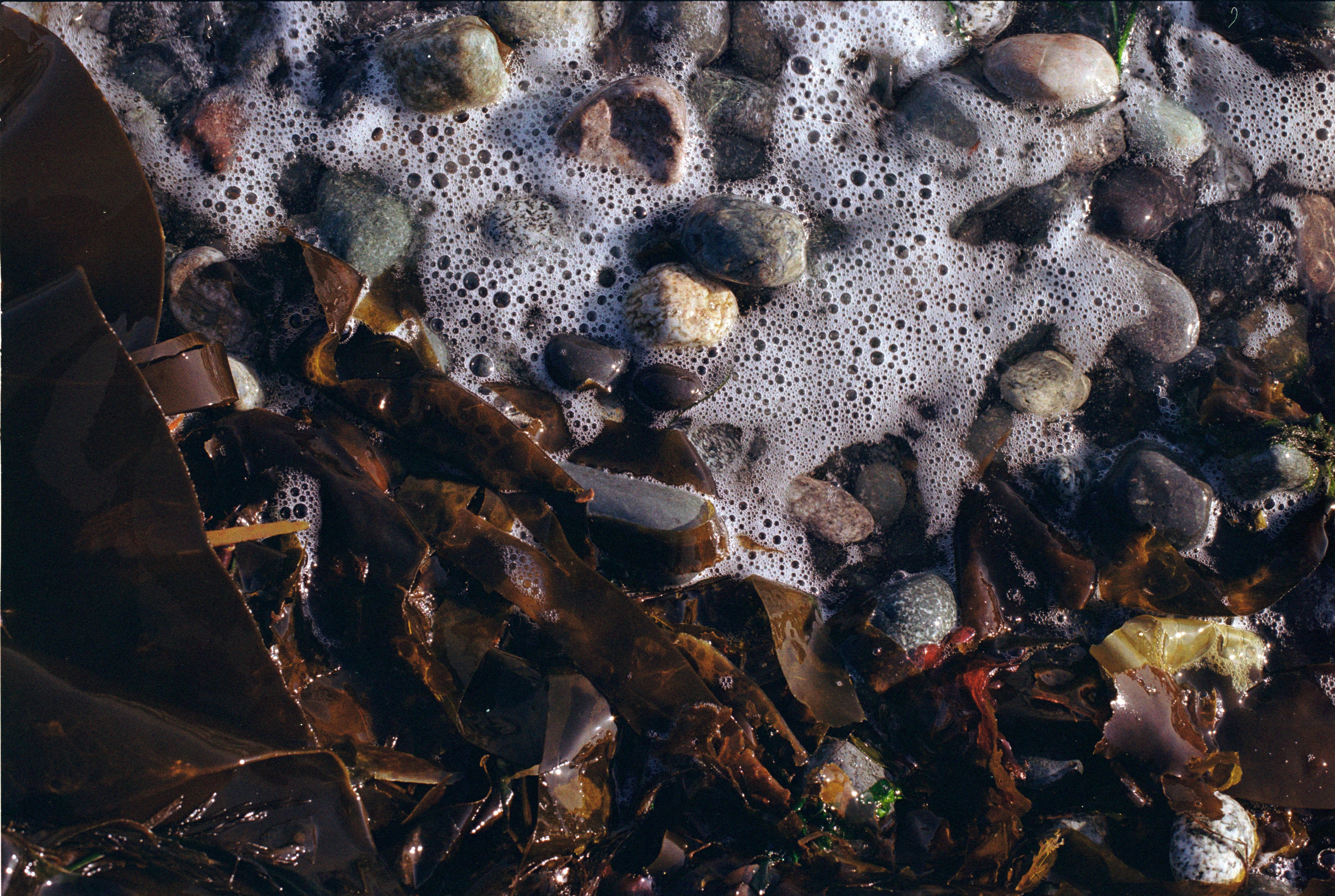 Algas marinhas, rochas e ondas na costa.