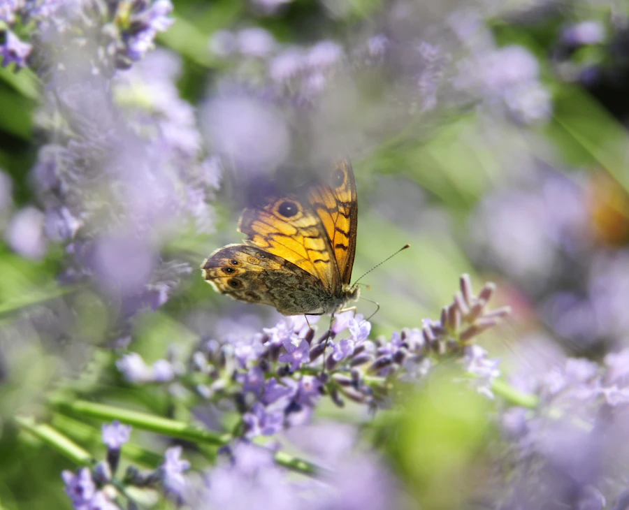 A butterfly perches on lavender flowers.