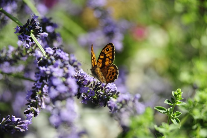 A butterfly rests on purple lavender flowers.
