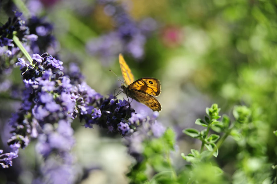 A butterfly rests on purple flowers.
