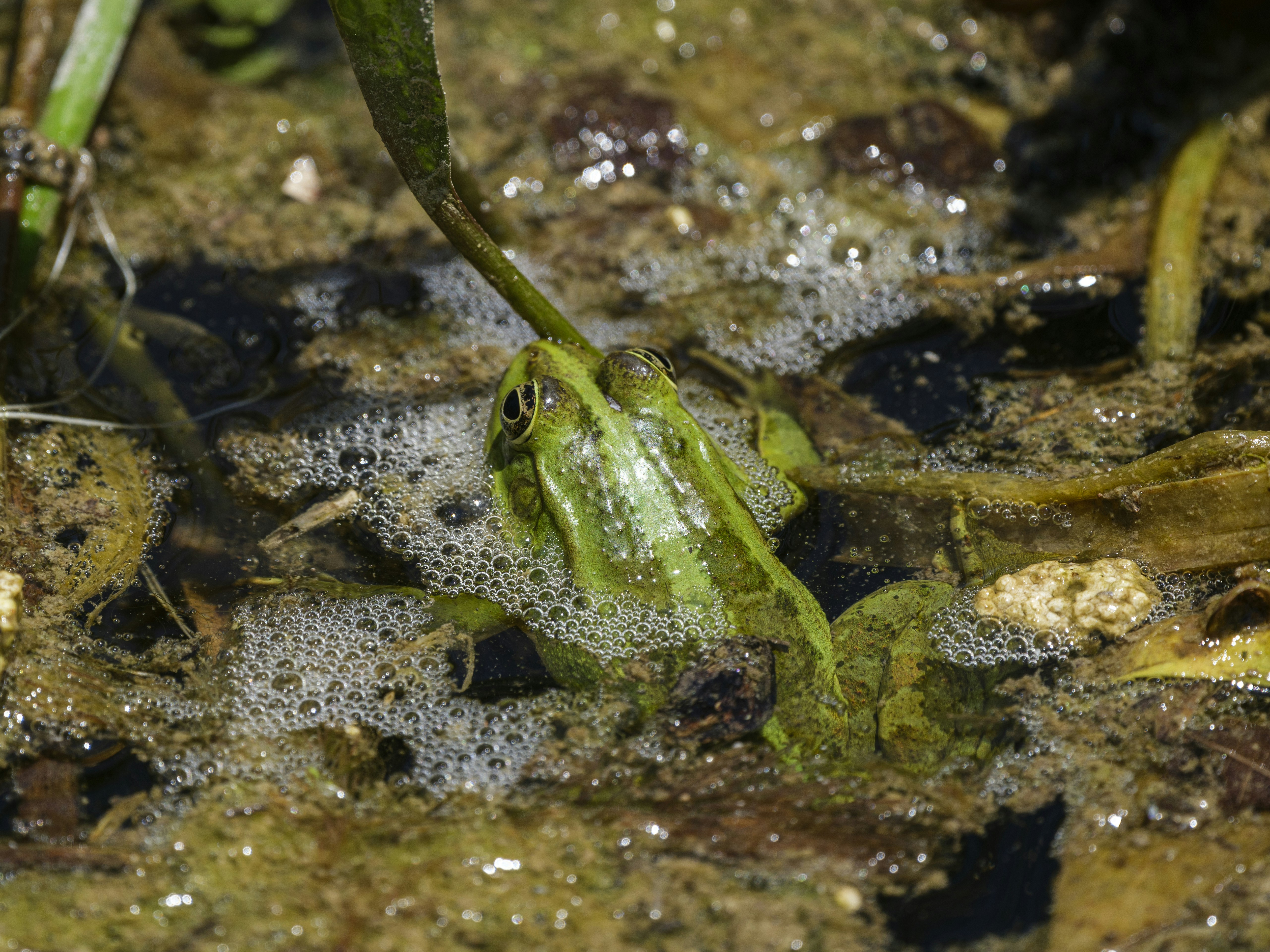 cute frog in the nature