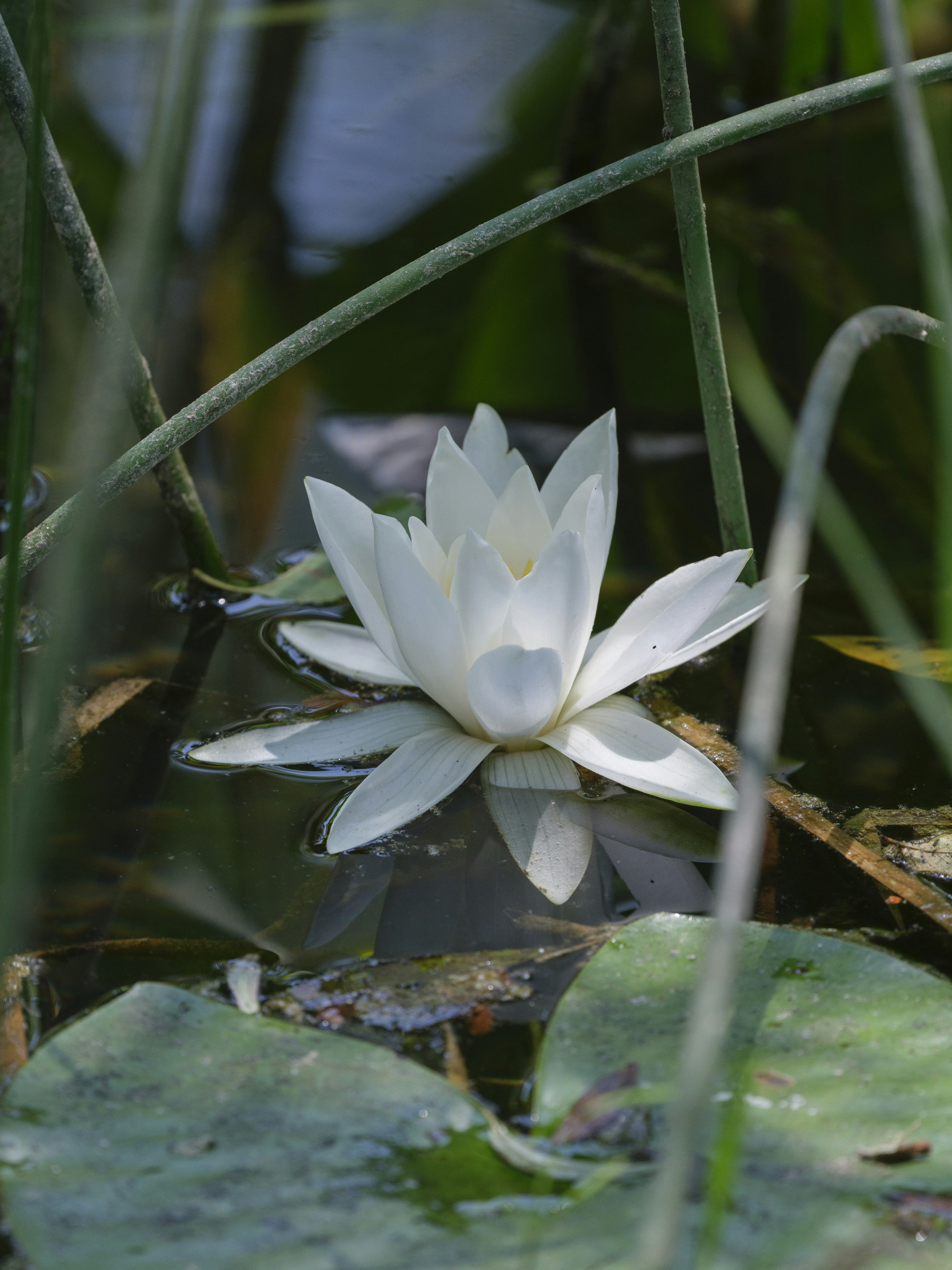 A white water lily floats among the reeds.