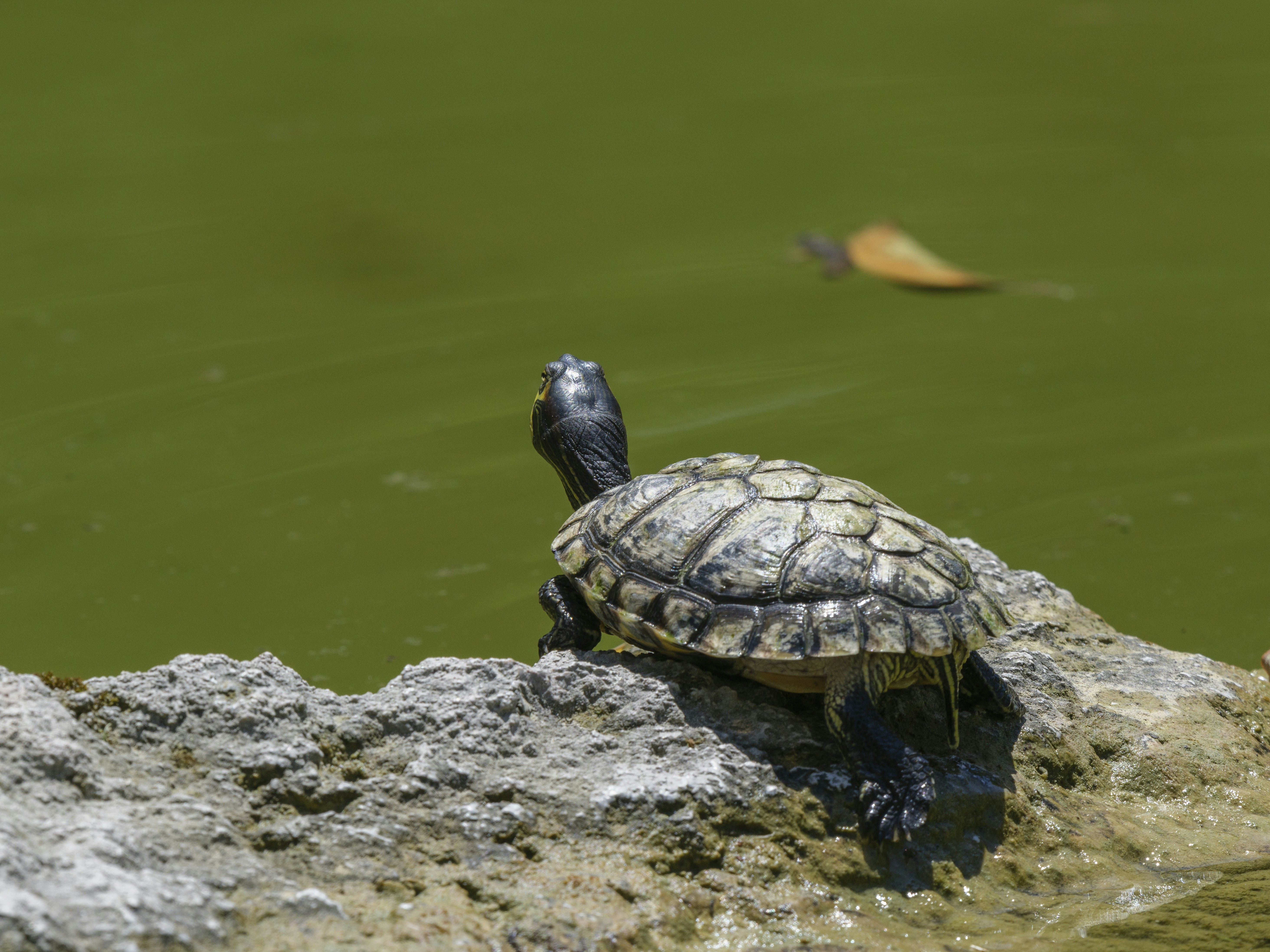 Photo by enginakyurt