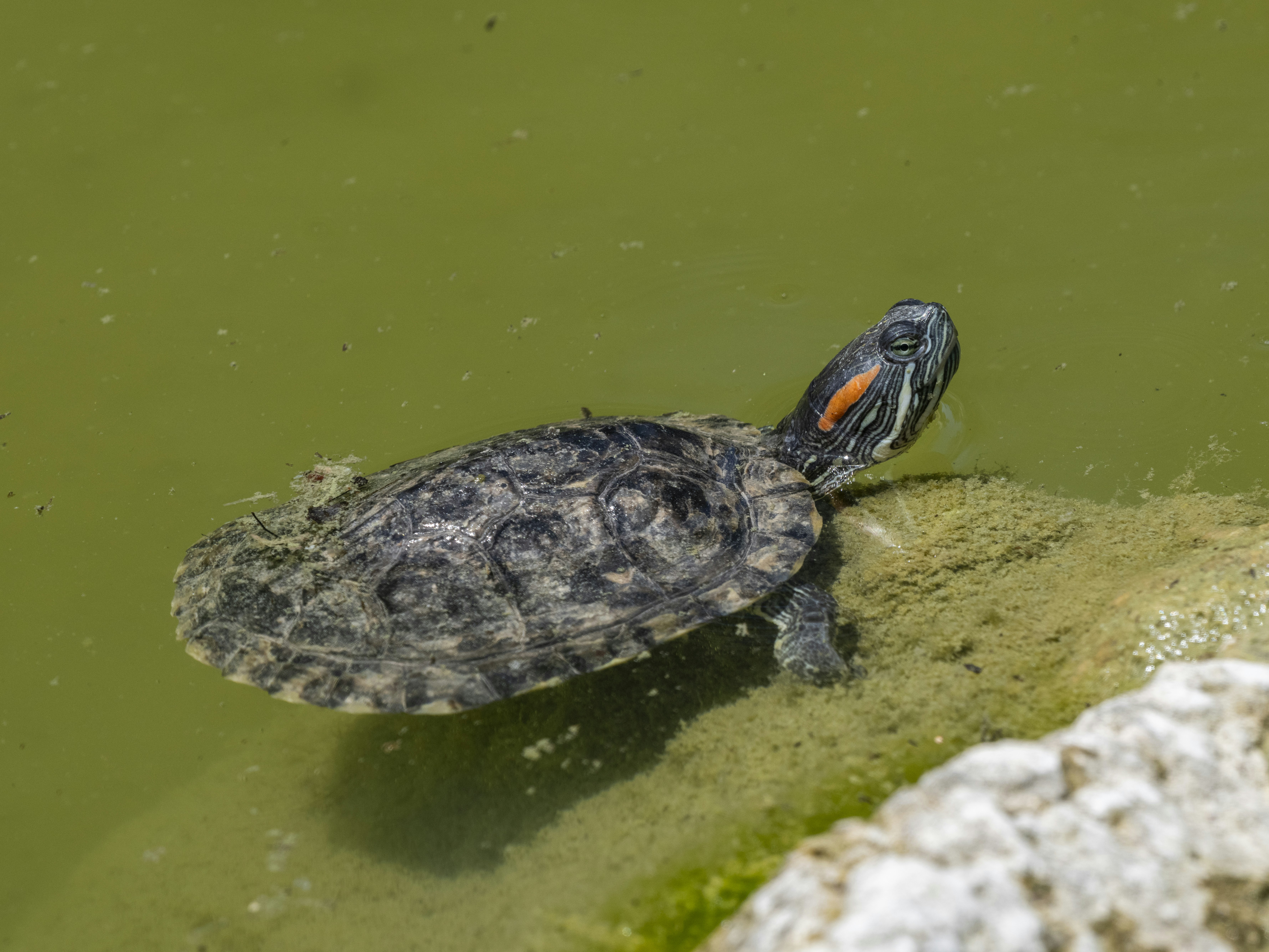 Photo by enginakyurt