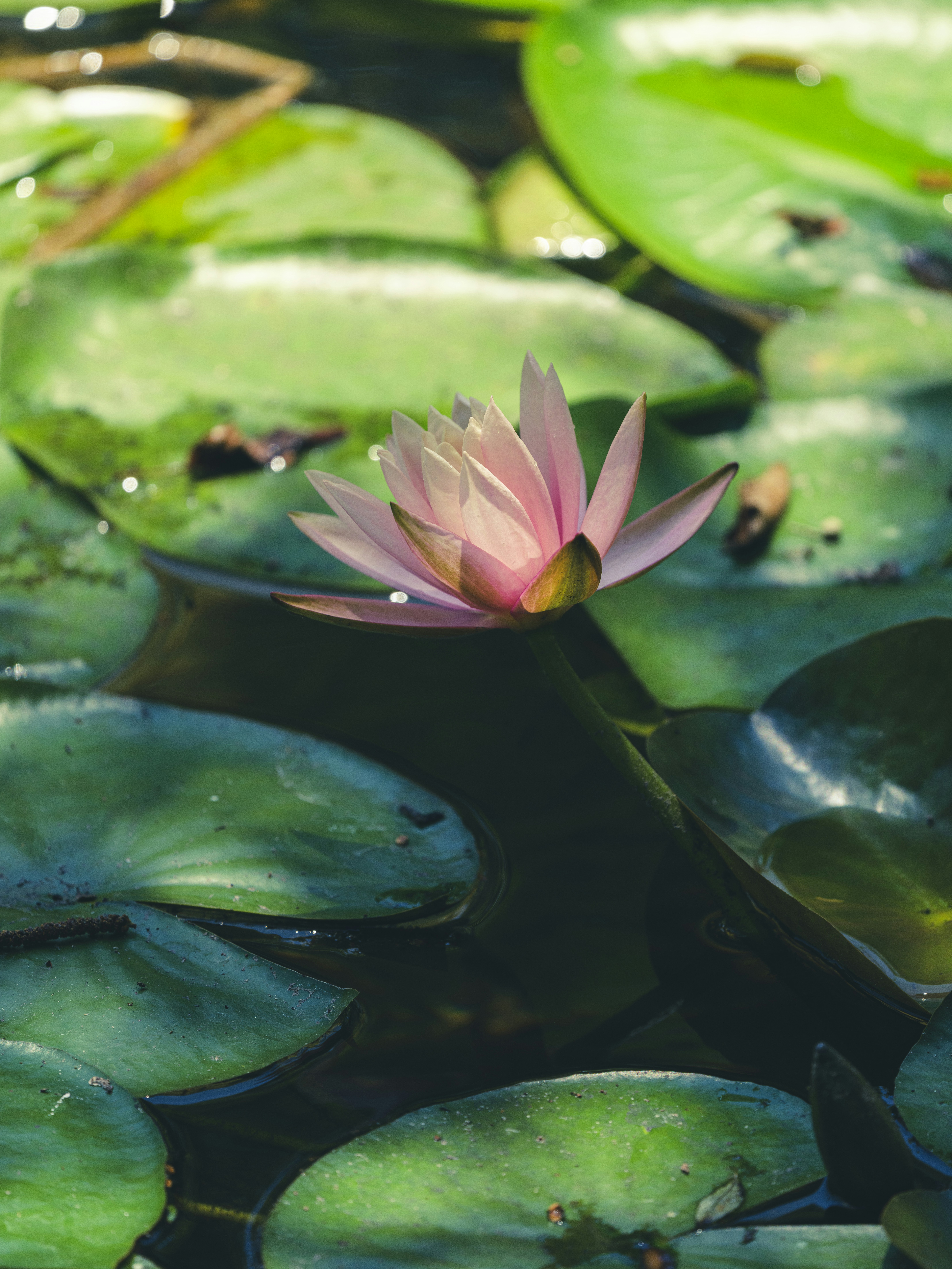 Photo by enginakyurt