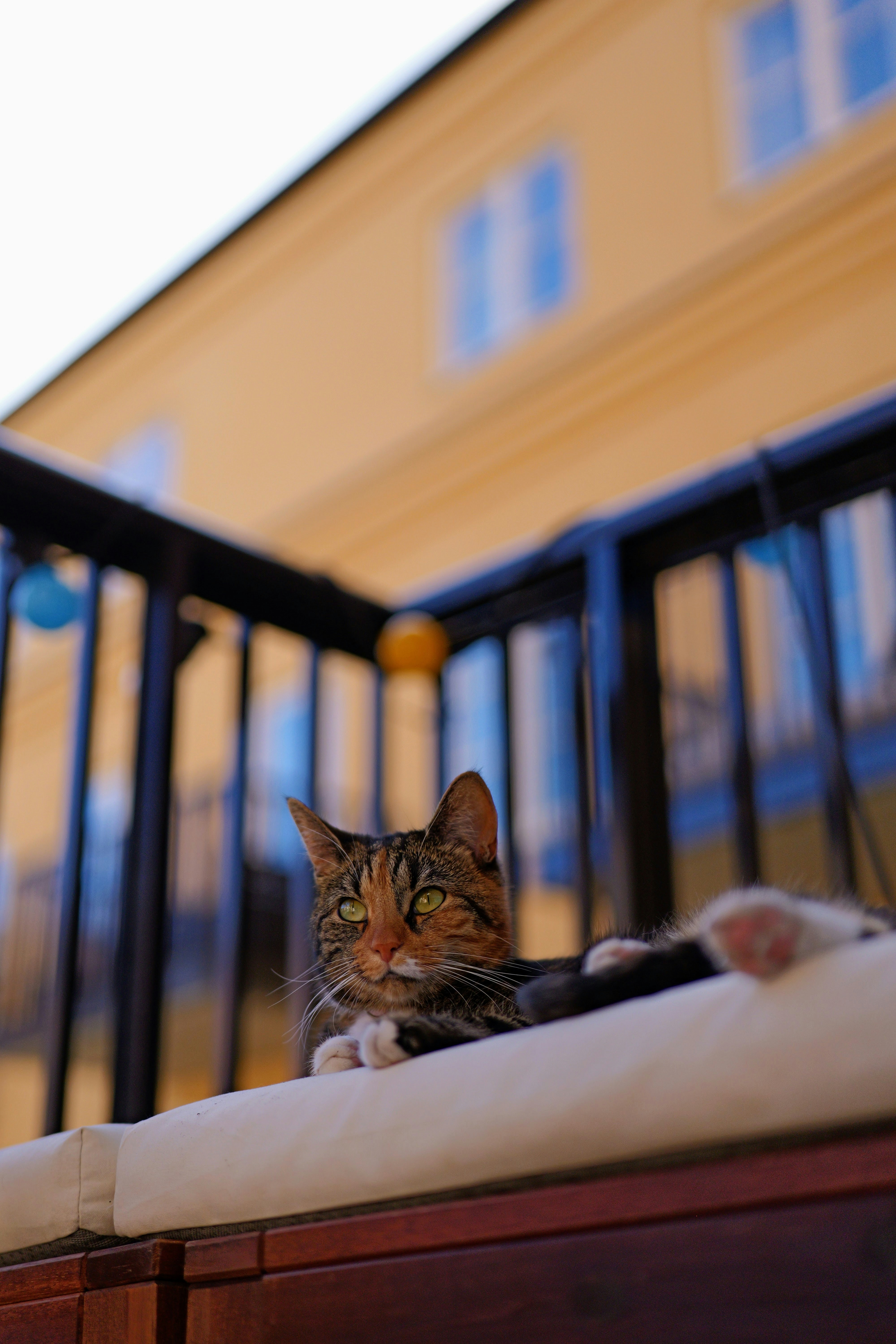 Un gato relajándose en una terraza.