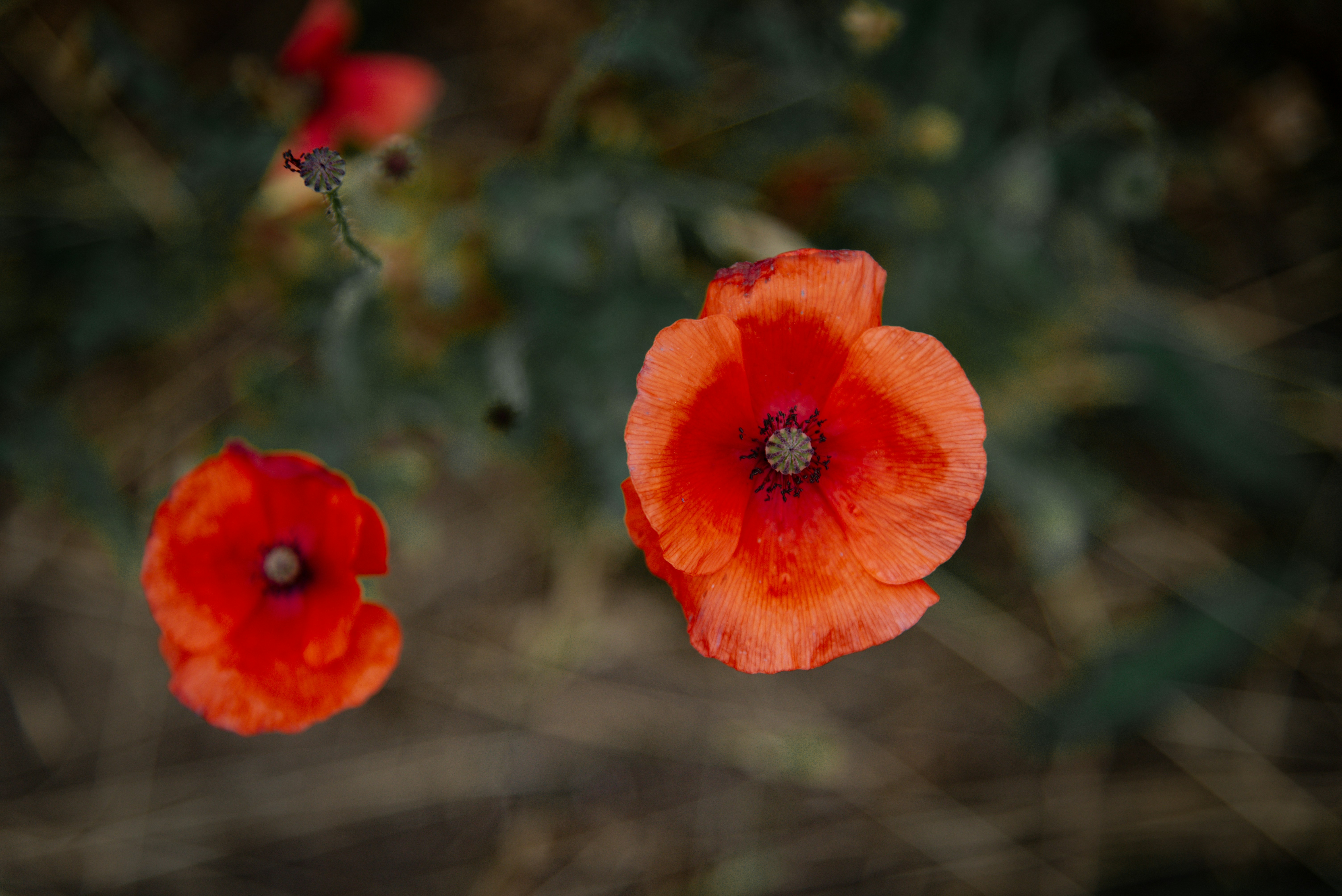 Photo by malwinanogaj