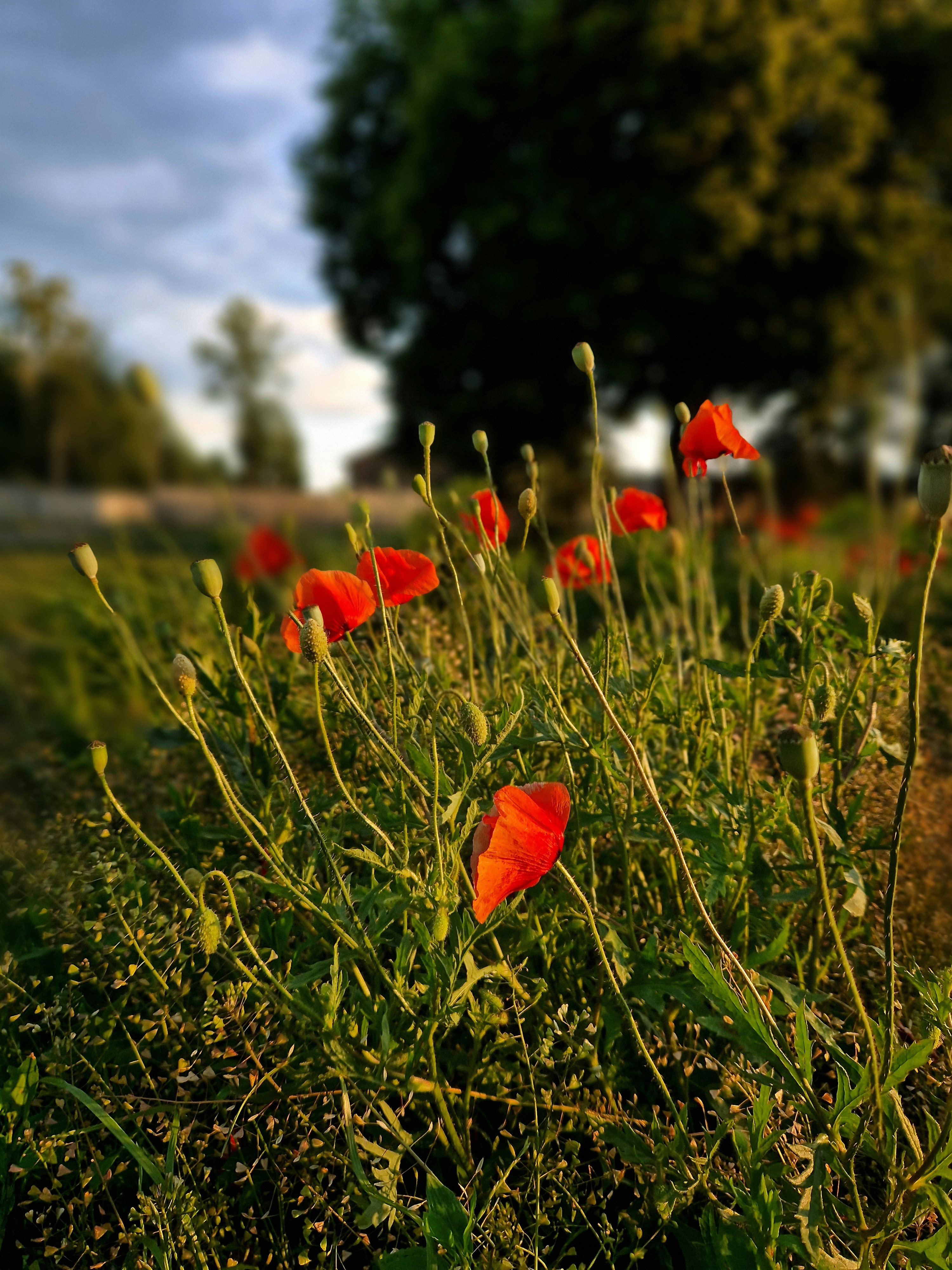 Red poppies bloom in a sunlit meadow.
