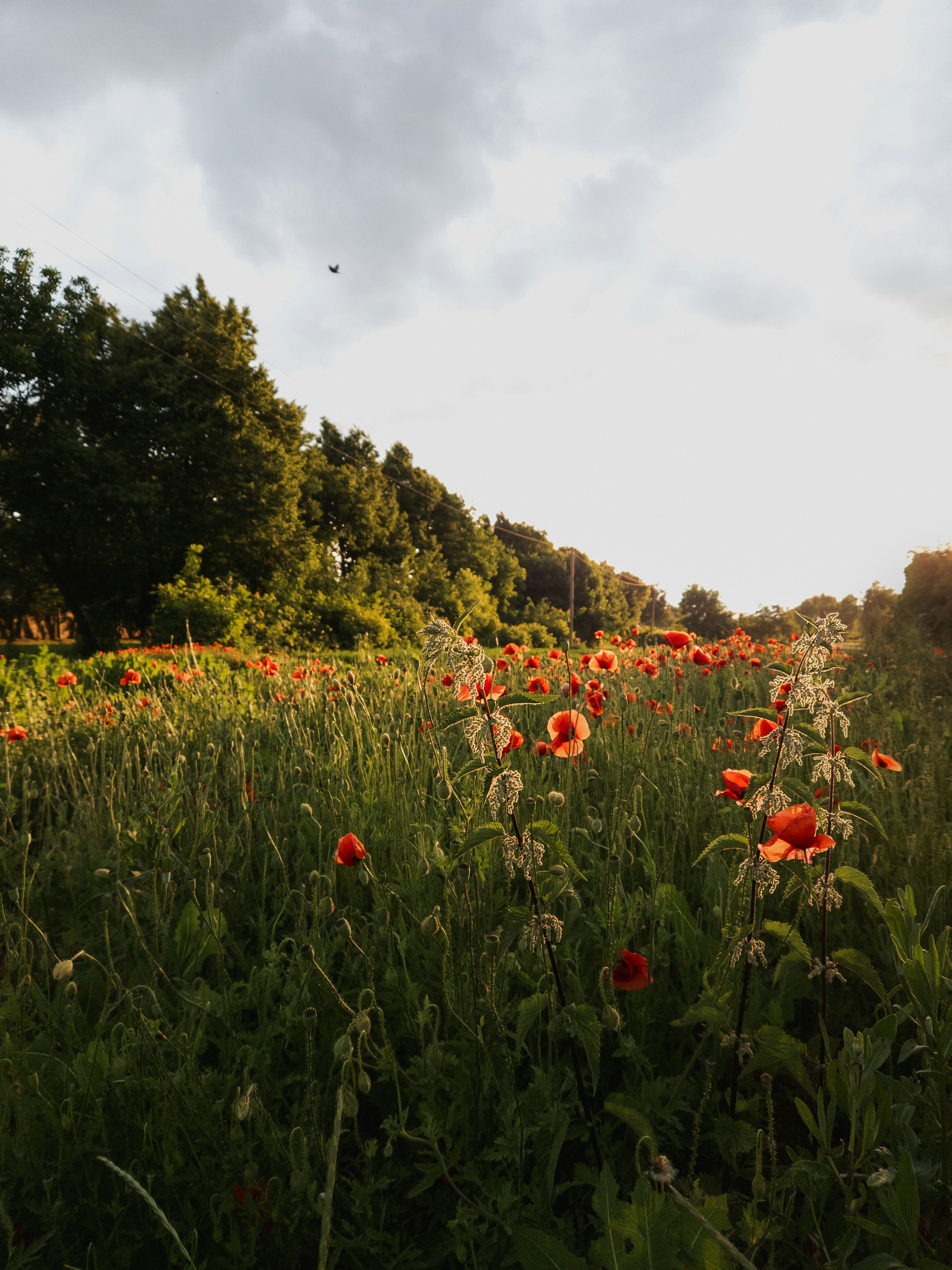 Photo by dmushtaieva