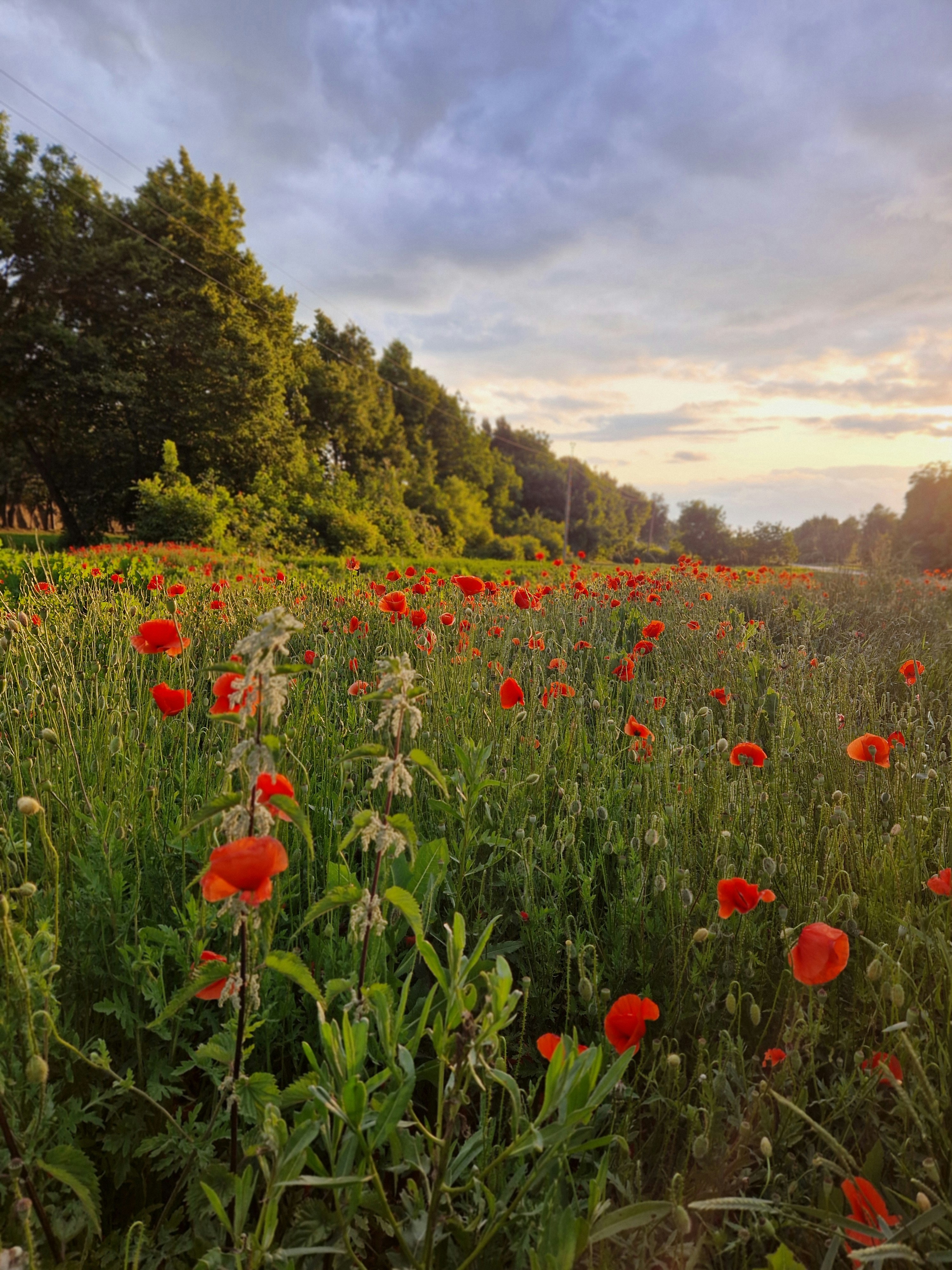 Poppies bloom in a vibrant, grassy field.