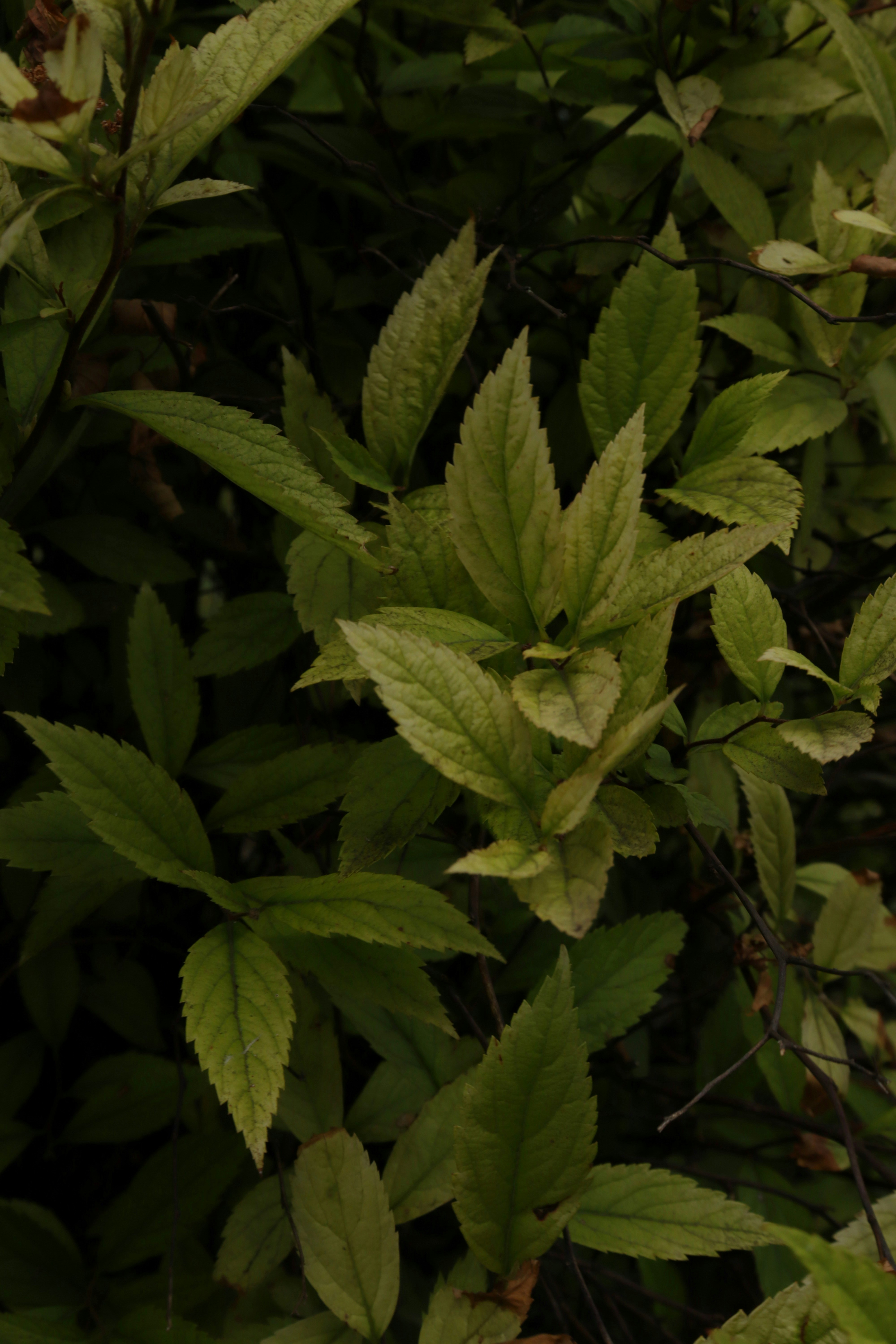 Photo by bored_mongoose