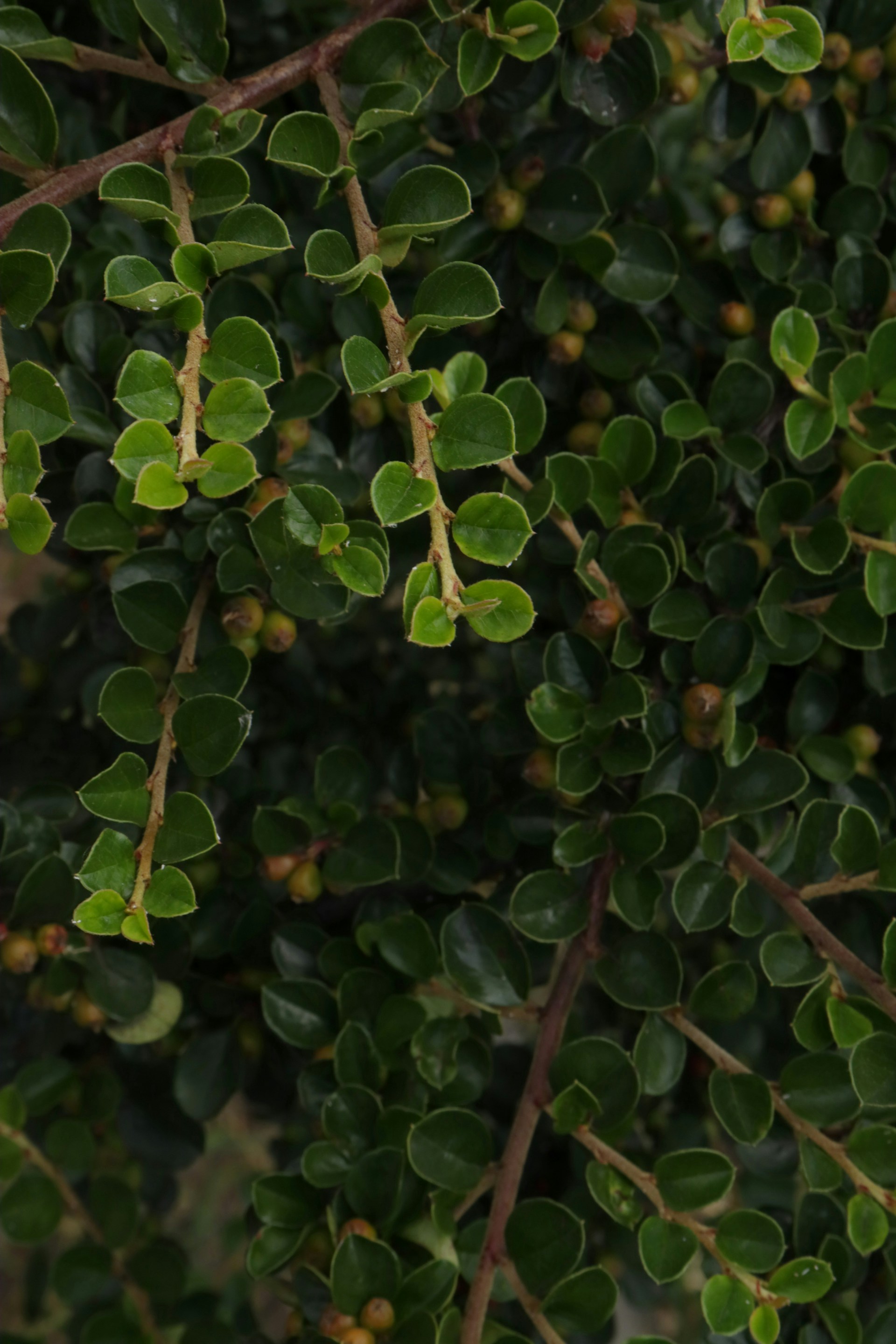 Green leaves and branches create a detailed pattern.