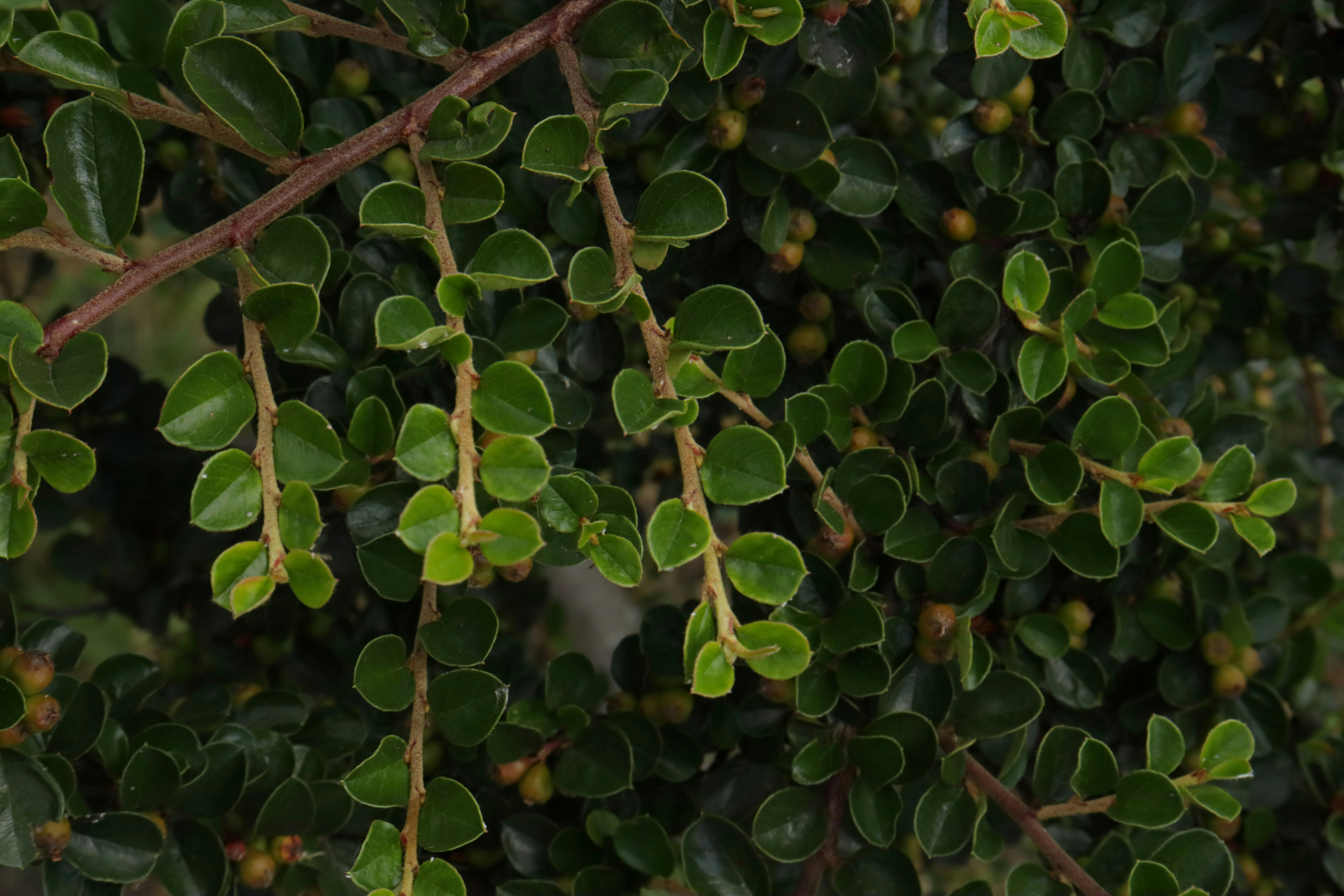 Photo by bored_mongoose