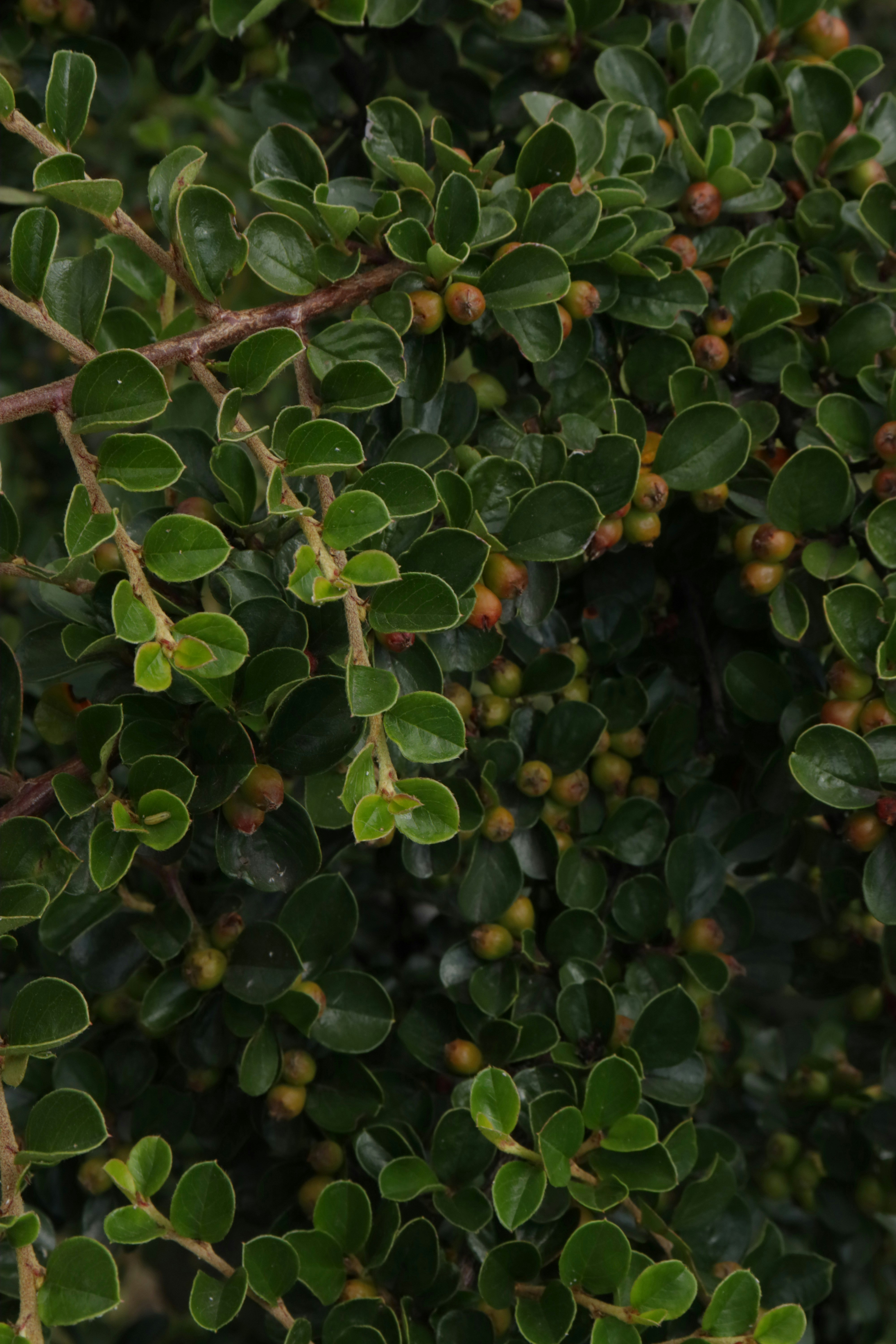 Photo by bored_mongoose