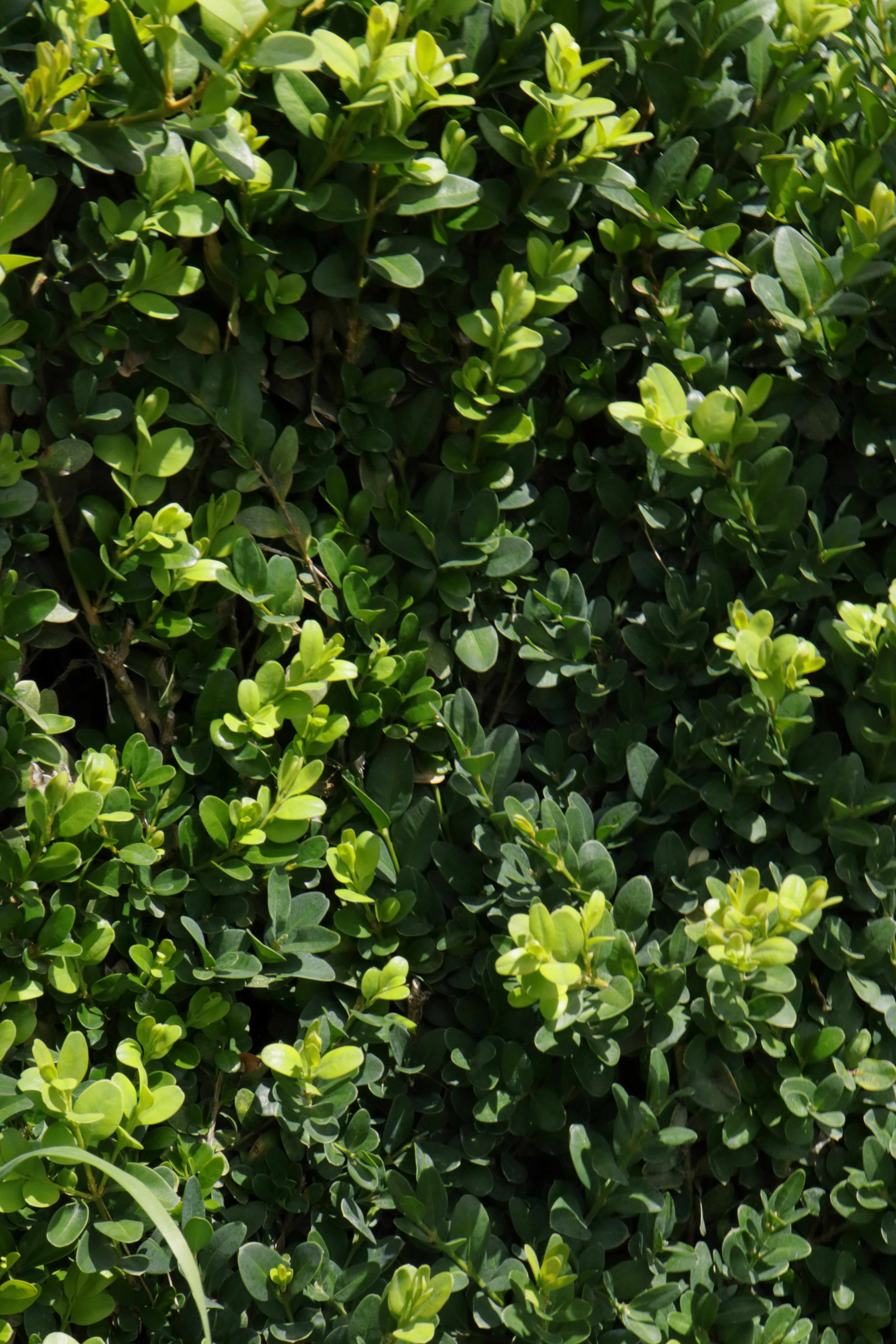 Photo by bored_mongoose