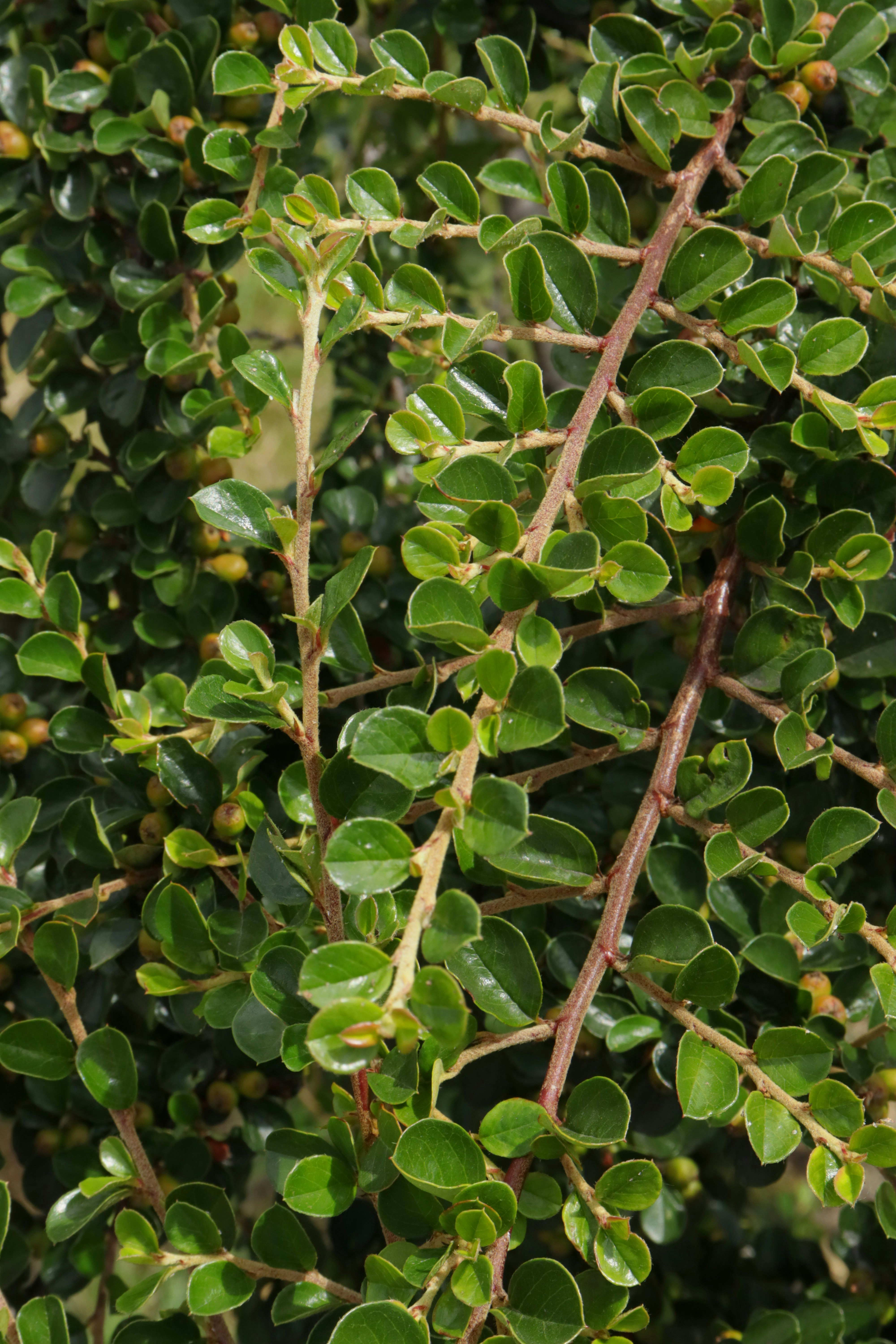 Photo by bored_mongoose