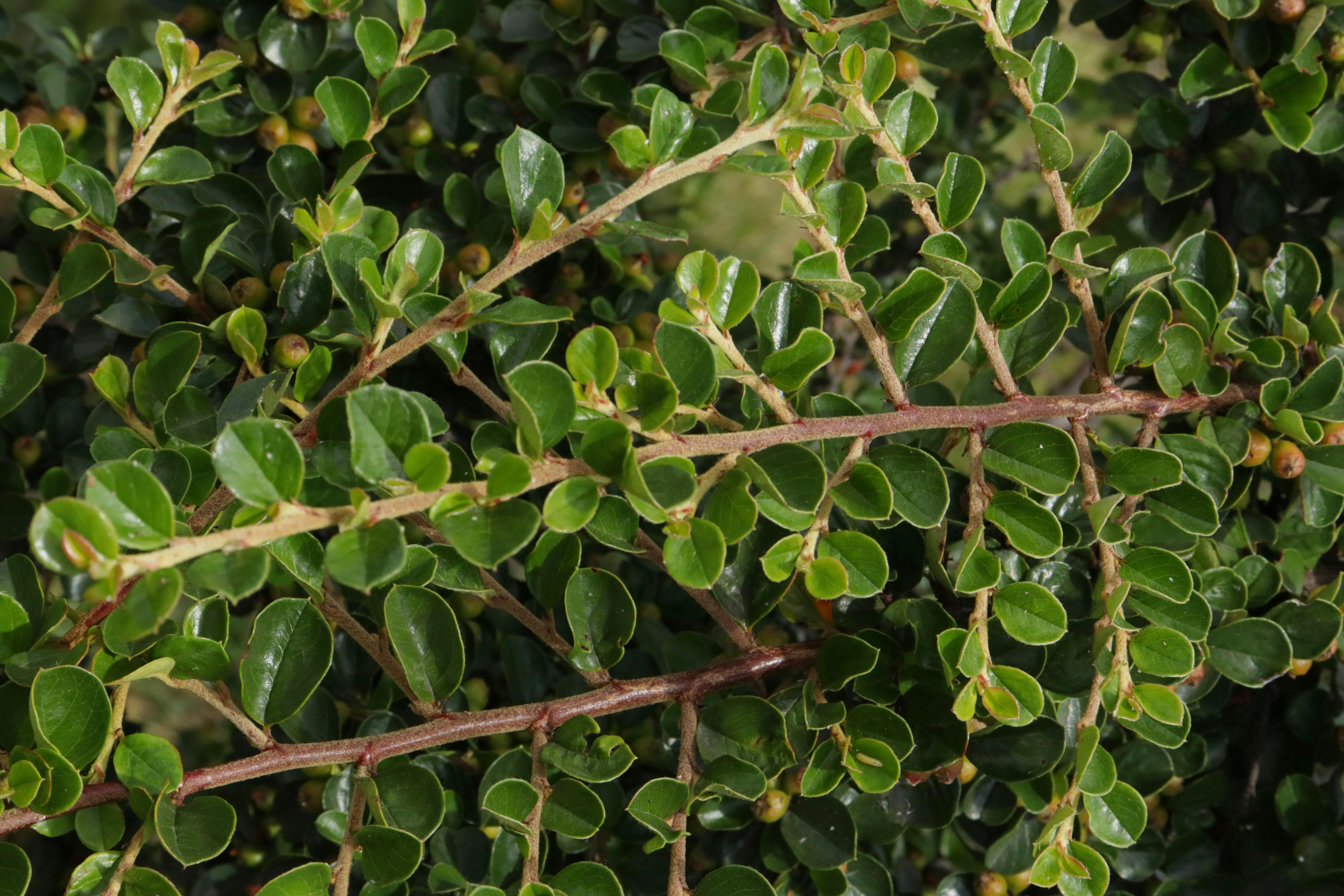 Photo by bored_mongoose