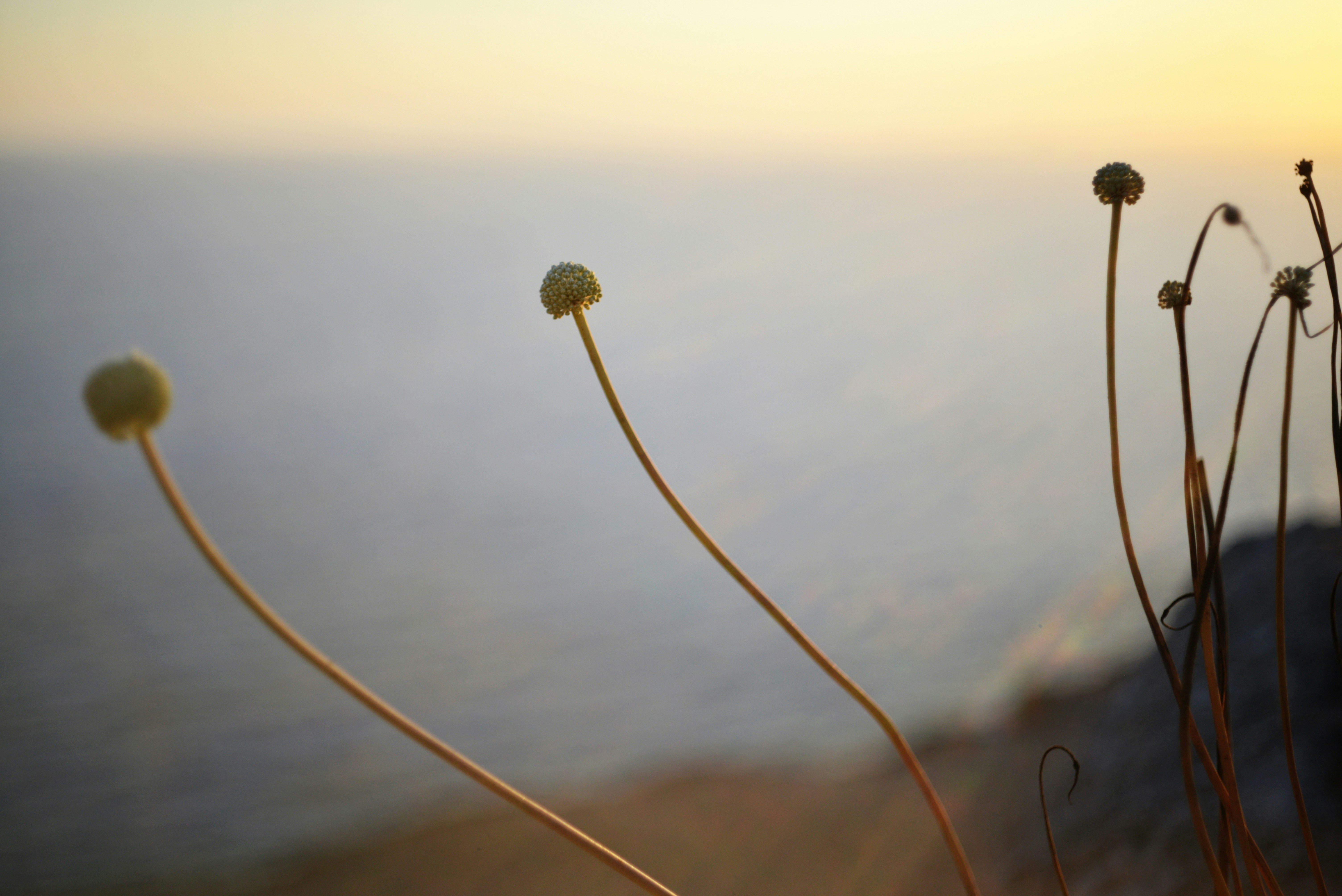 Delicate plants stand against an ocean sunset. photo – Free Image on ...