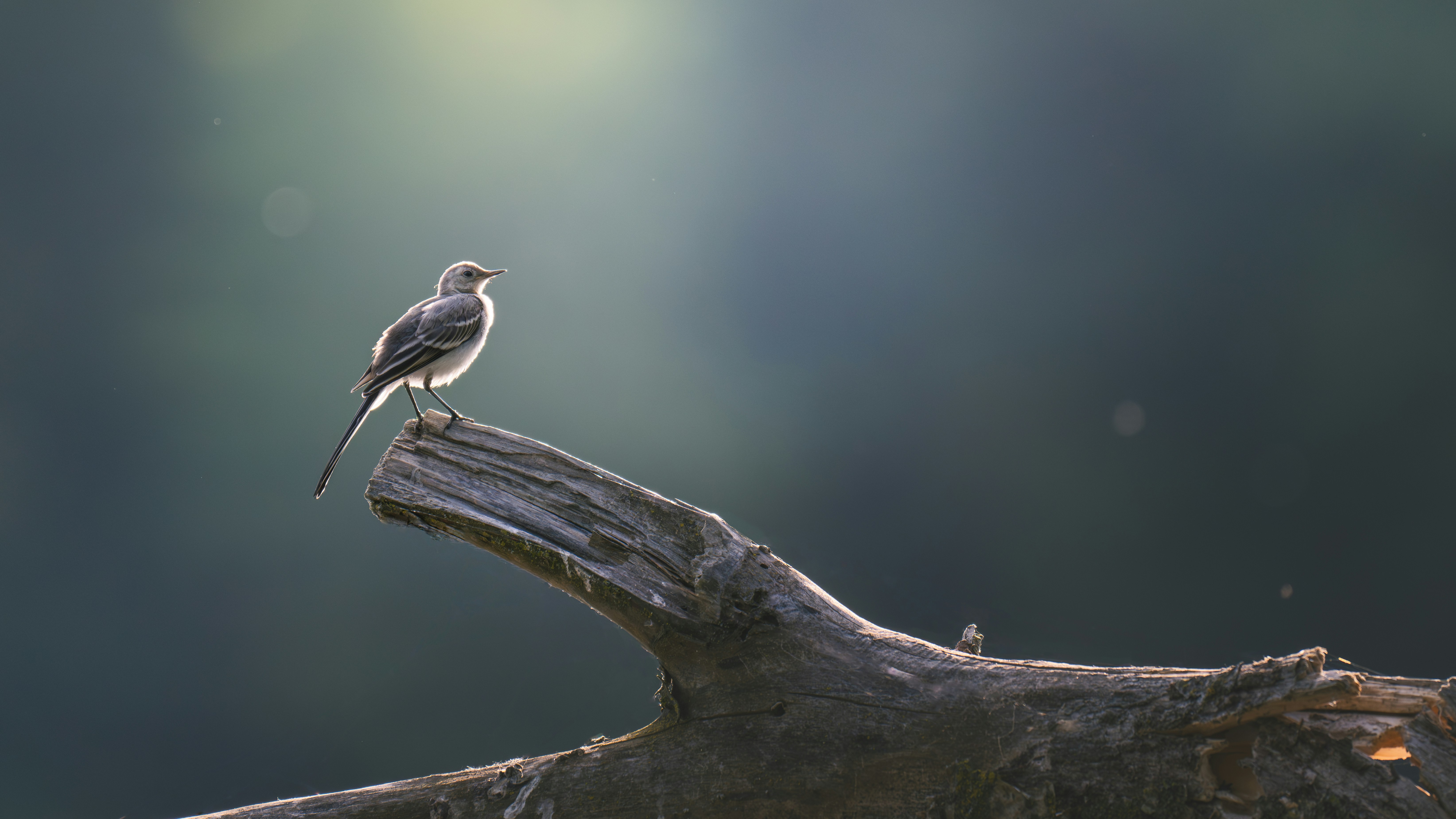 A bird perches on a branch.