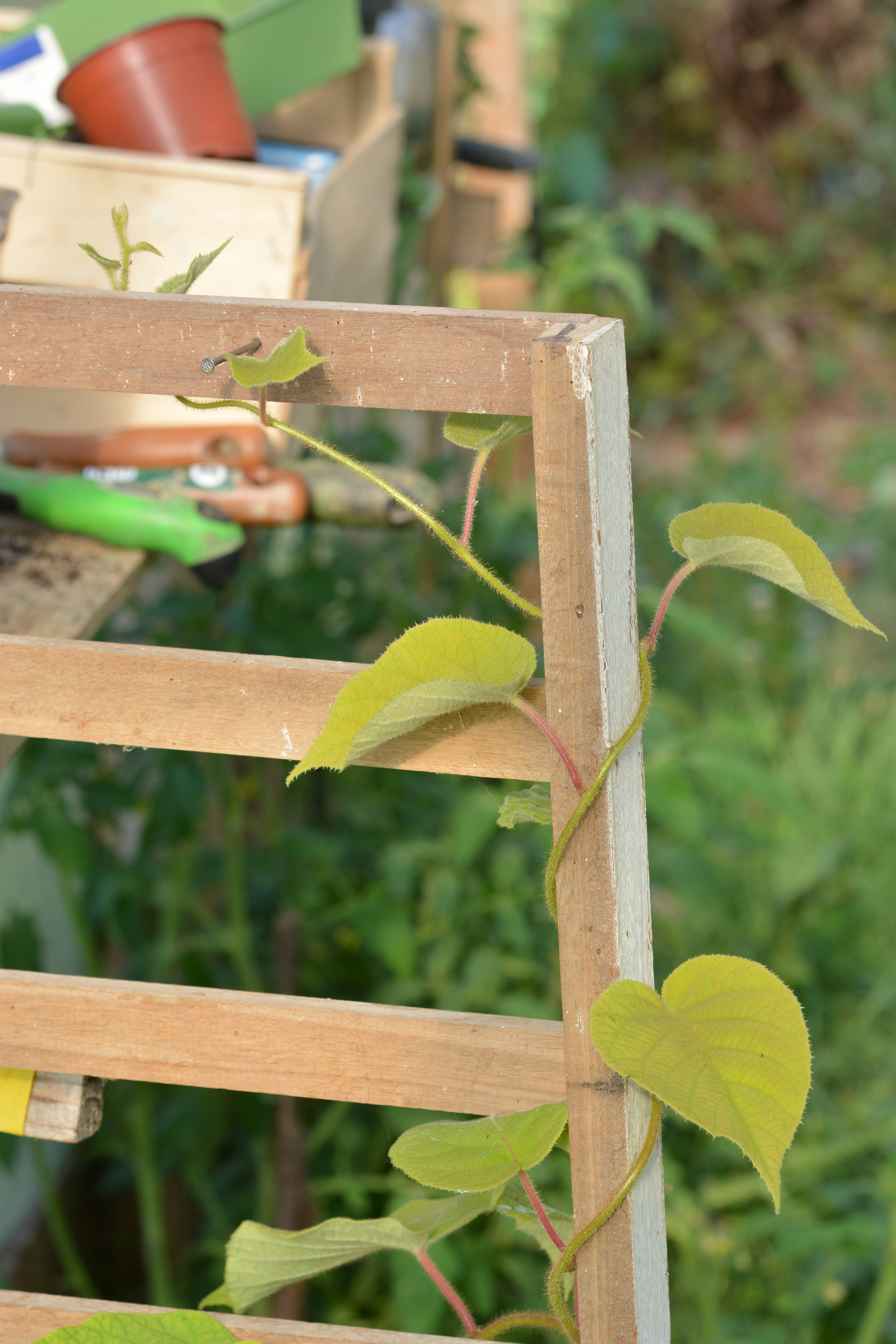 Une vigne grimpe sur un cadre en bois.