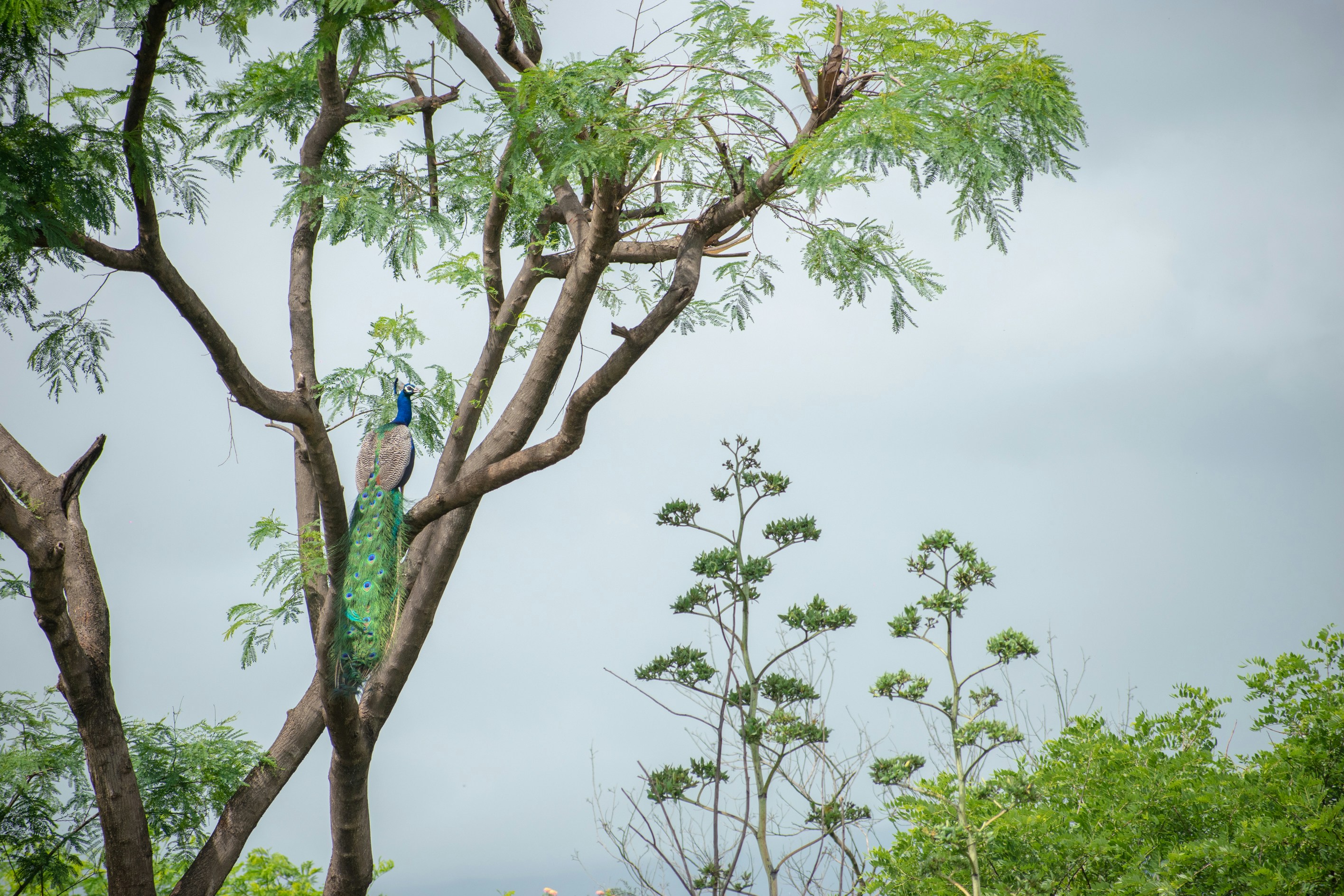 Photo by sagarkulkarni