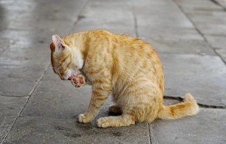 A cat is grooming itself on the sidewalk.