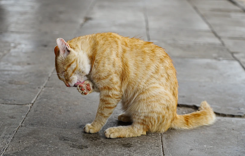 A cat is grooming itself on the sidewalk.