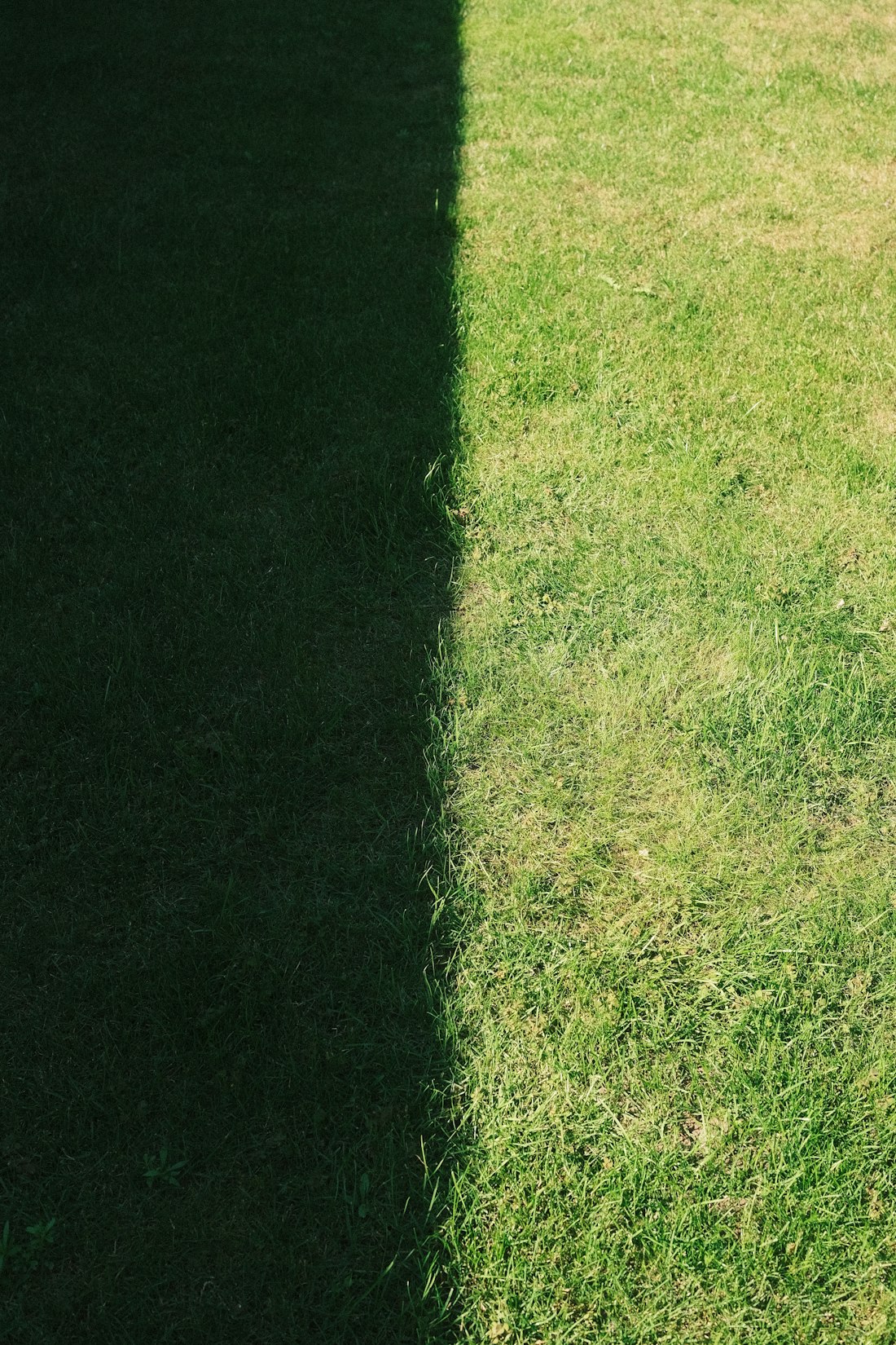 Sunlight and shadow creating a striking contrast on grass — illustrating spring overshadowing assessment