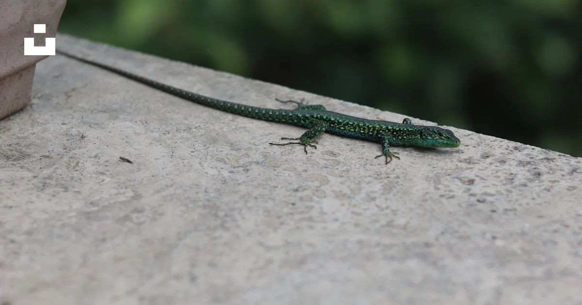 Cinder Lizard A green lizard sits on a concrete surface. photo – Free Animal Image on ...
