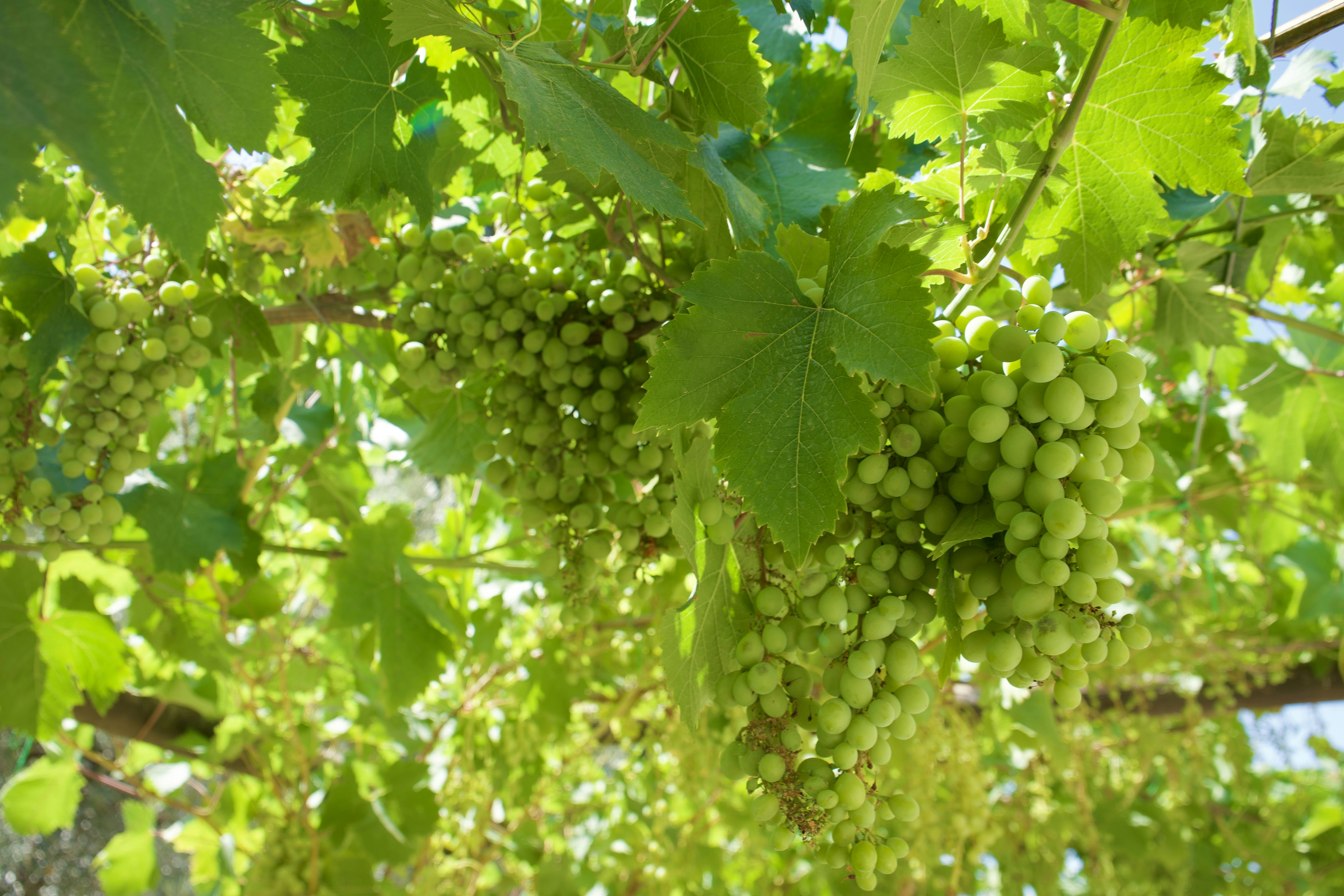 Photo 1751379250974 Fd99e09835dc?ixid=M3w0MzUxNjF8MHwxfHNlYXJjaHwxMnx8Z3JhcGUlMjBoYXJ2ZXN0fGVufDB8fHx8MTc2ODE0ODcwNnww&ixlib=rb 4.1