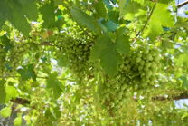 Green grapes are hanging from vines in the sunlight.