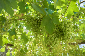Green grapes are hanging from vines in the sunlight.