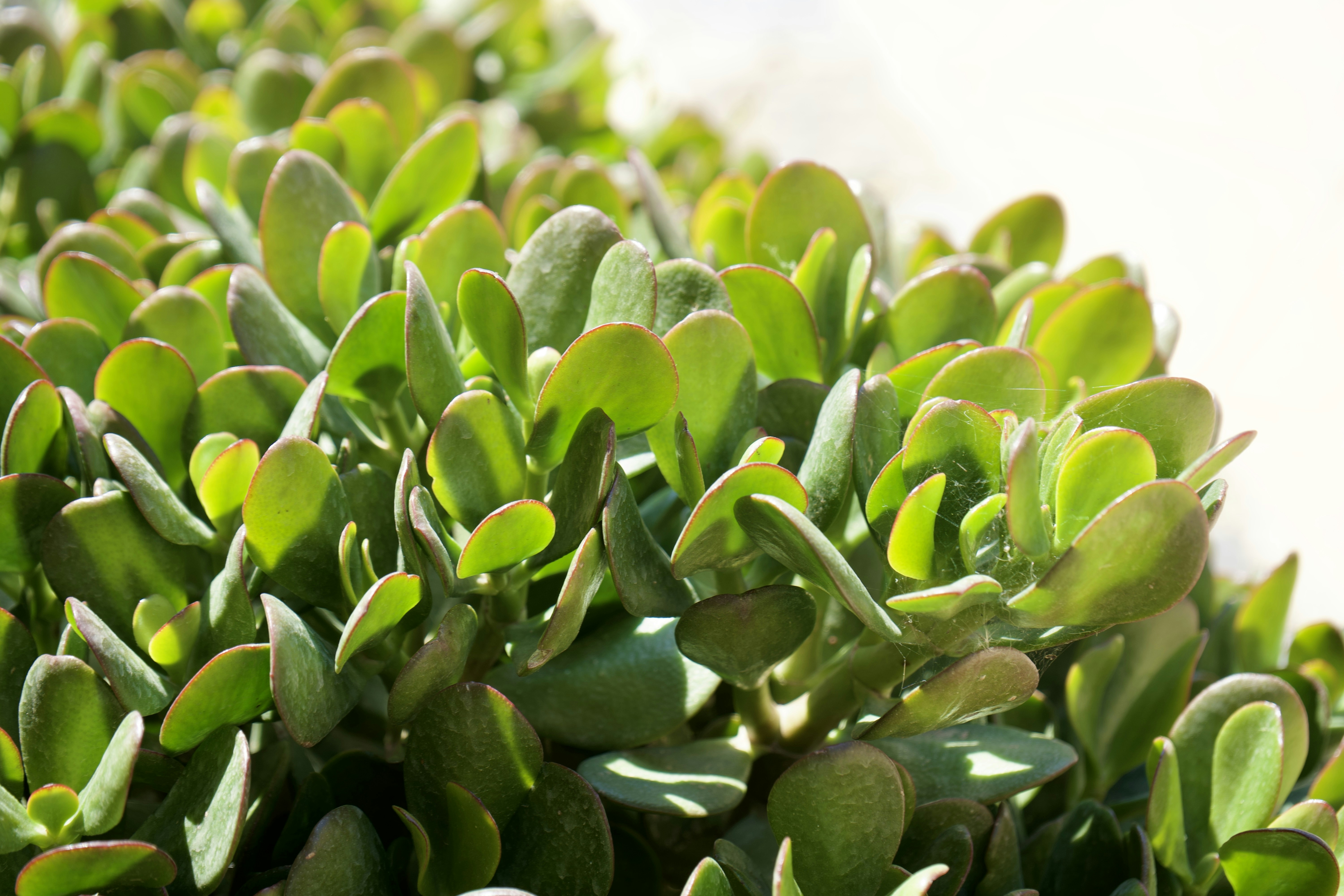 Desert Blossom Wives Club's image