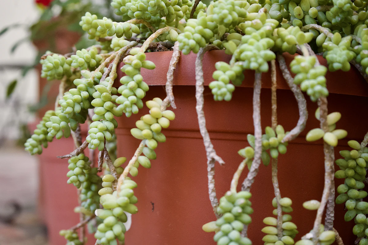 String of Pearls Senecio India — Trailing Succulent Complete Guide