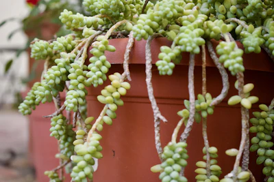String of Pearls Senecio India — Trailing Succulent Complete Guide