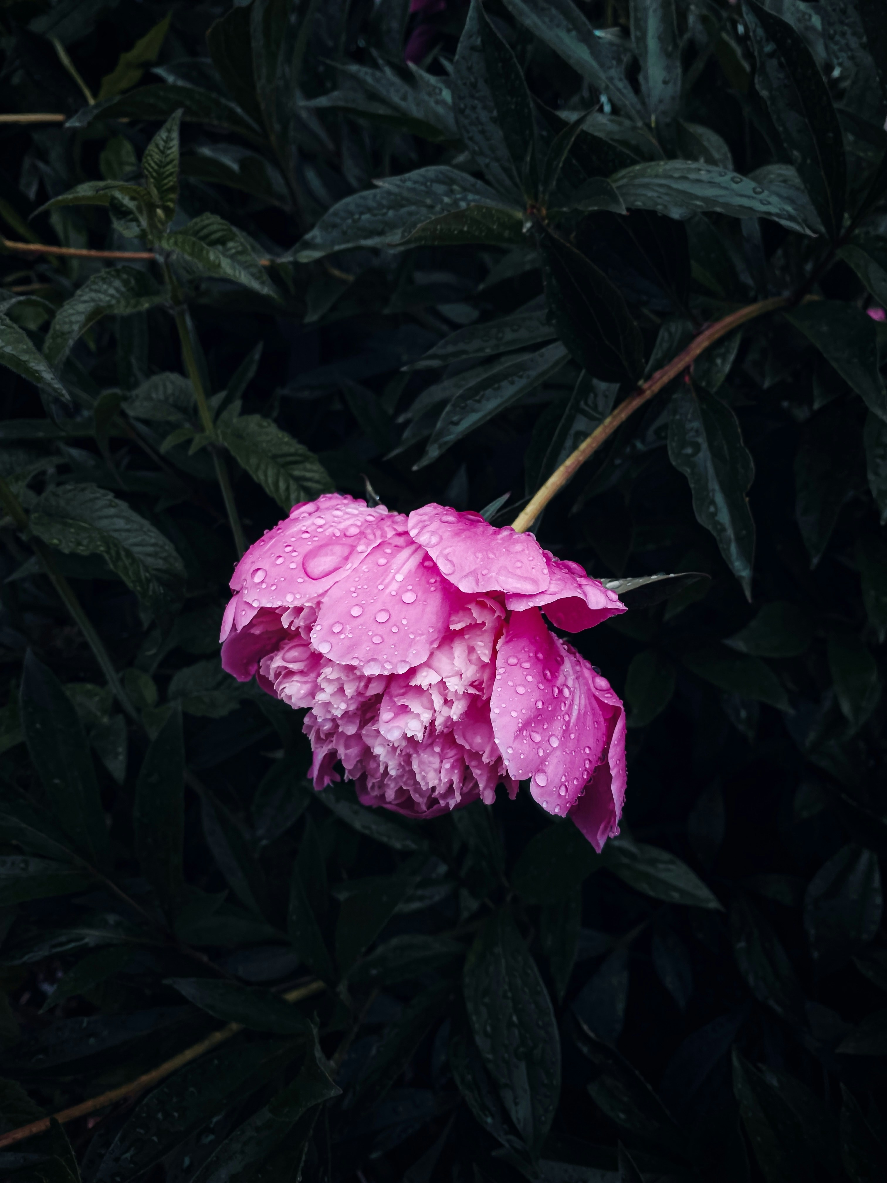 Flor de peônia rosa com gotas de chuva entre as folhas. foto – Imagem  grátis sobre Papel de parede na Unsplash, image size:3000x4000