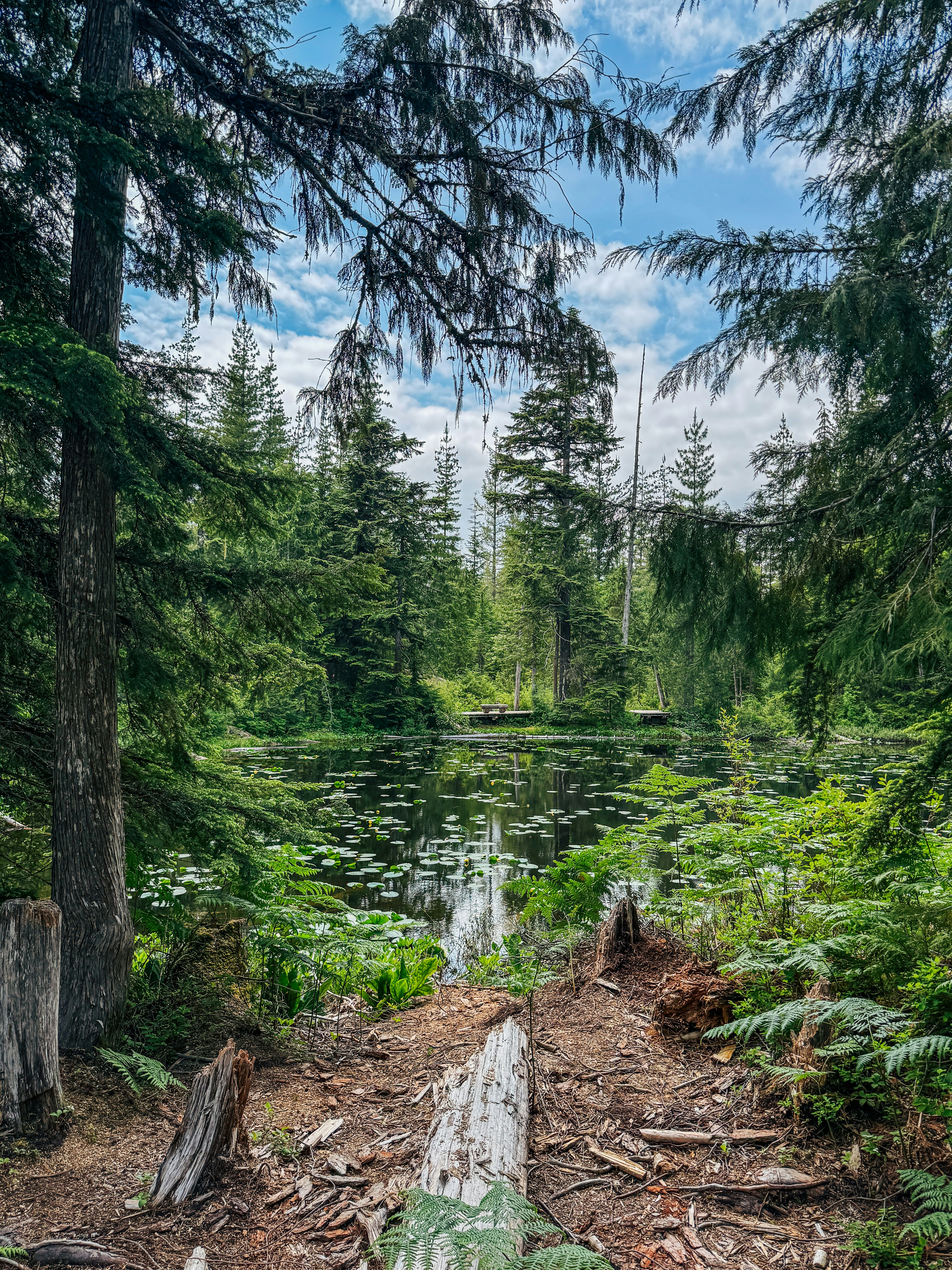 A peaceful lake surrounded by lush, green trees.