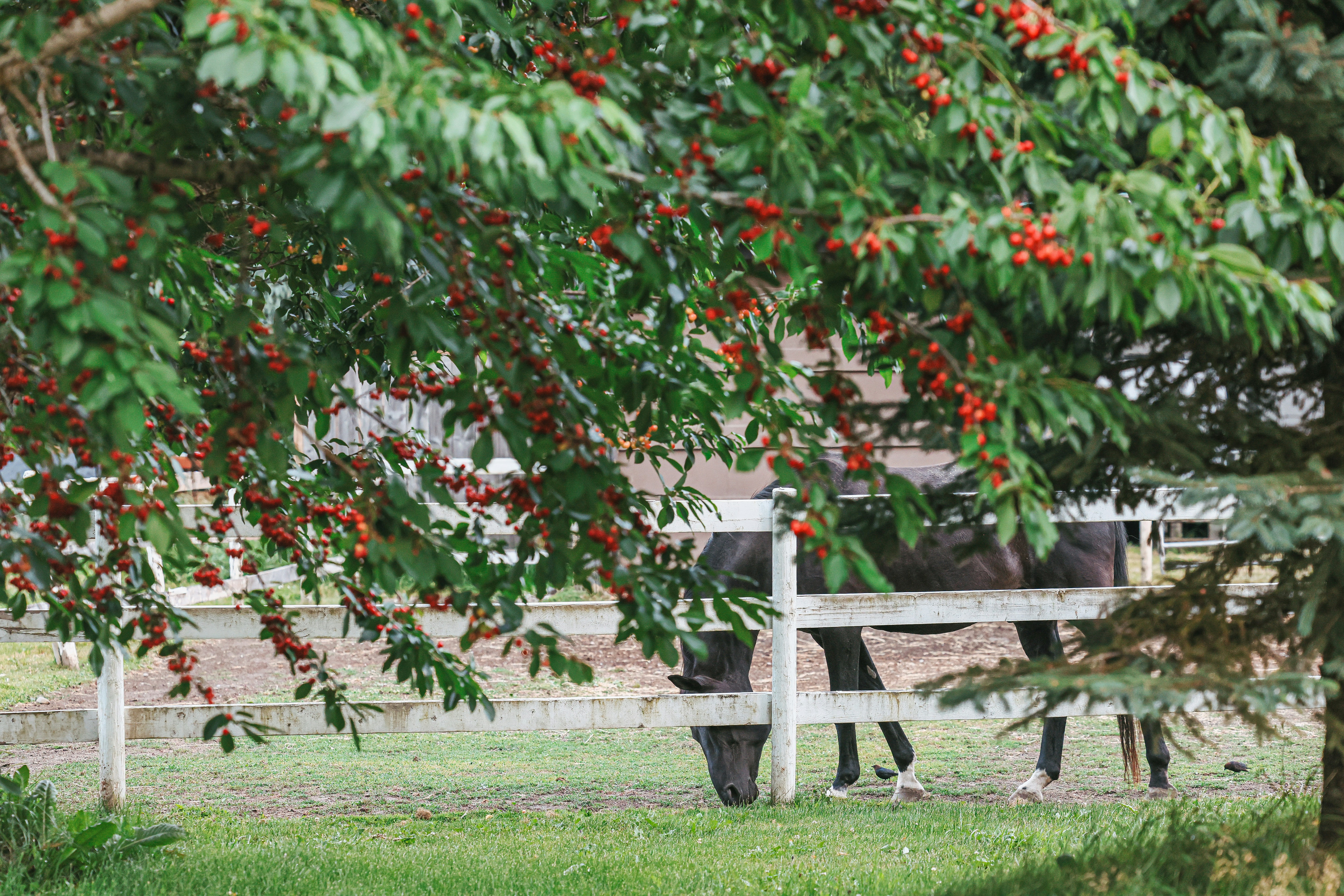 A horse grazes under a cherry tree.