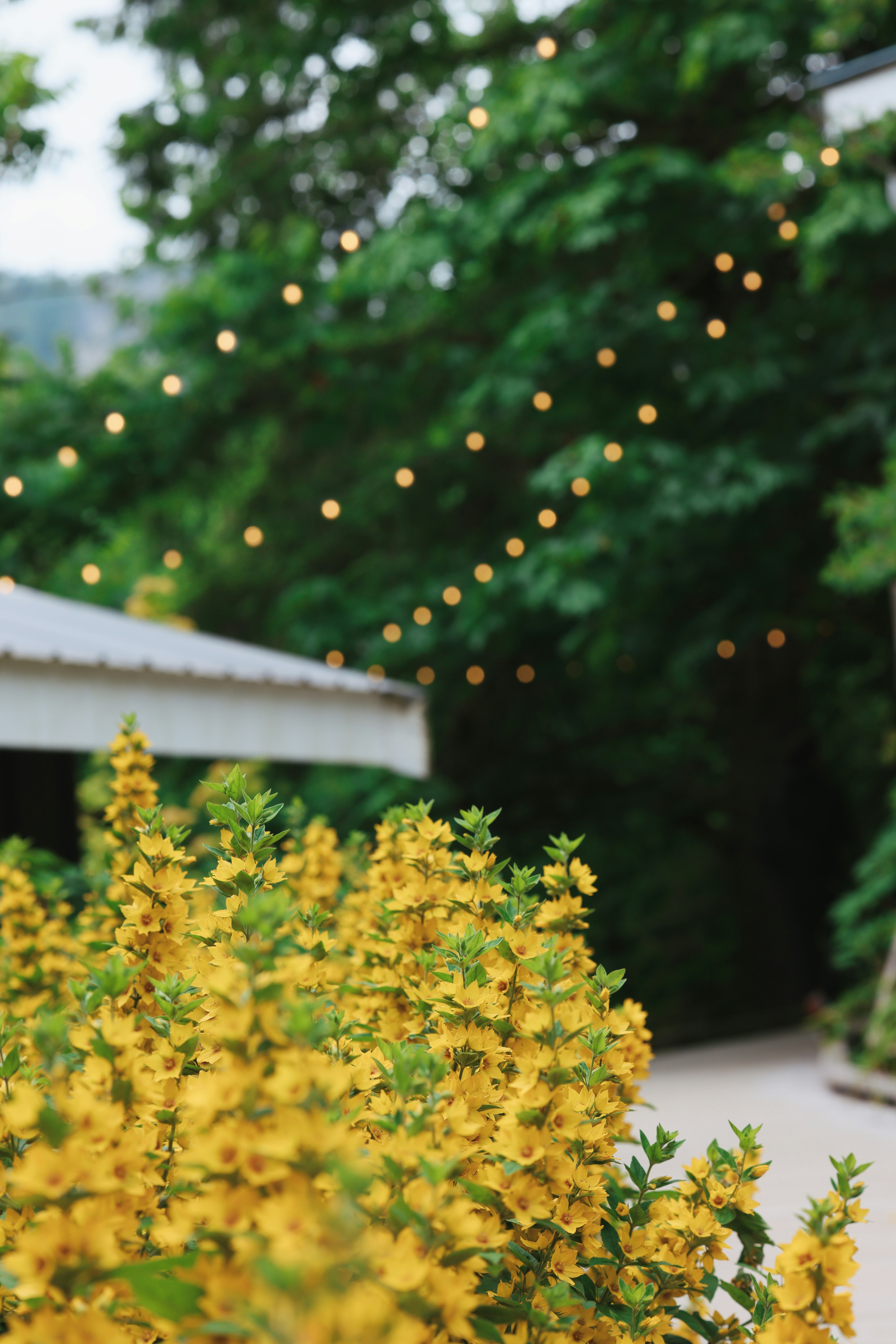 Yellow flowers with string lights and greenery.